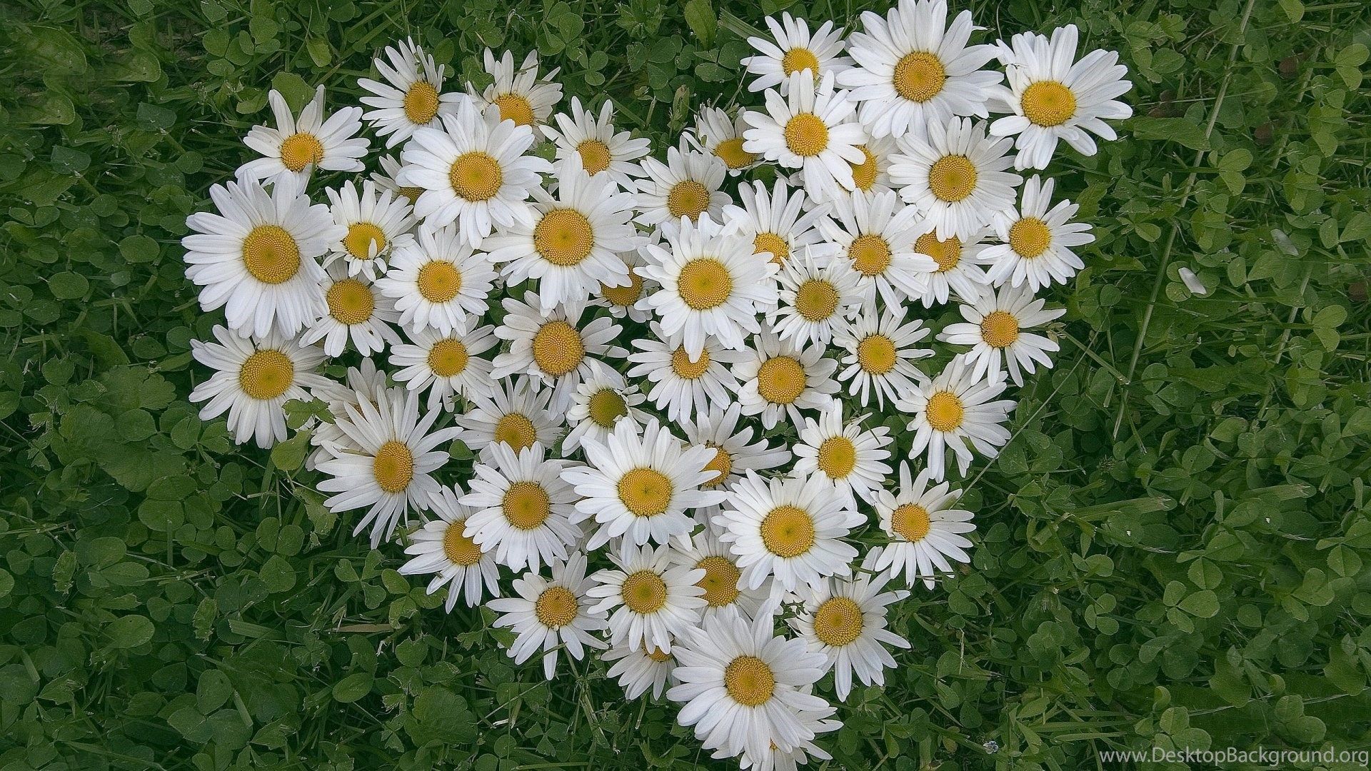 Vintage Daisy Desktop Wallpapers Wallpaper Cave