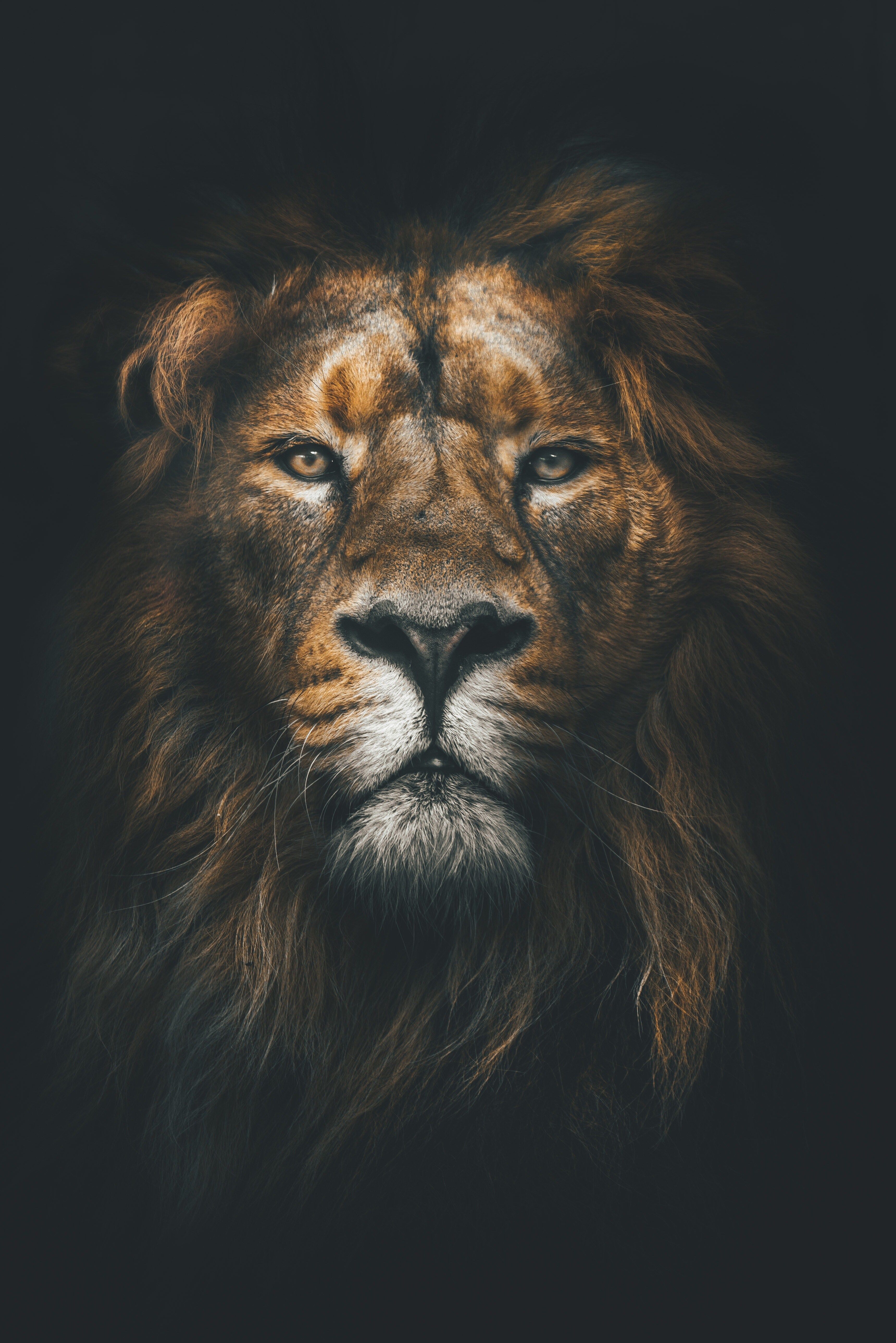 Lion With Colours Wallpapers Wallpaper Cave
