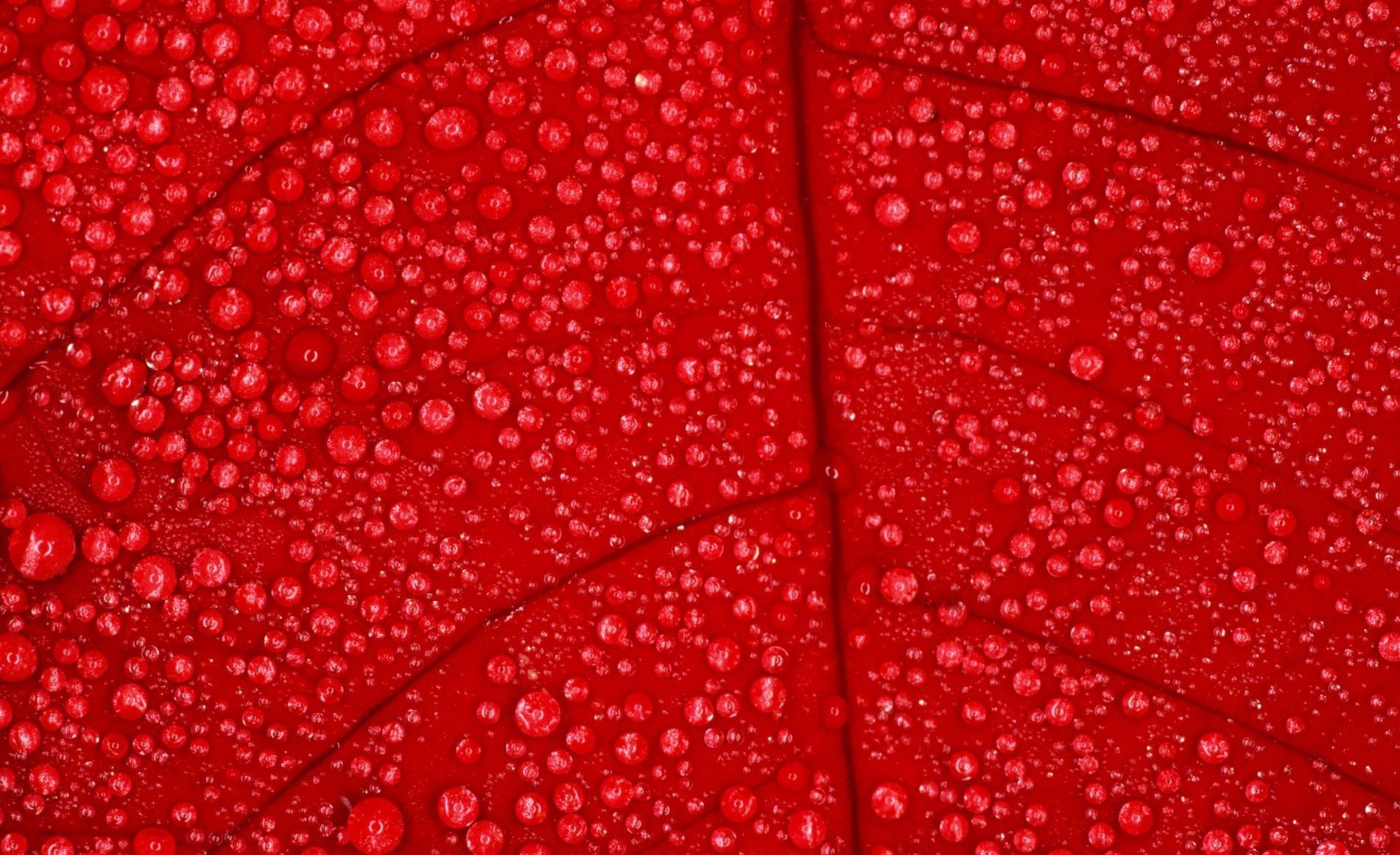 Solid Red Wallpapers Wallpaper Cave