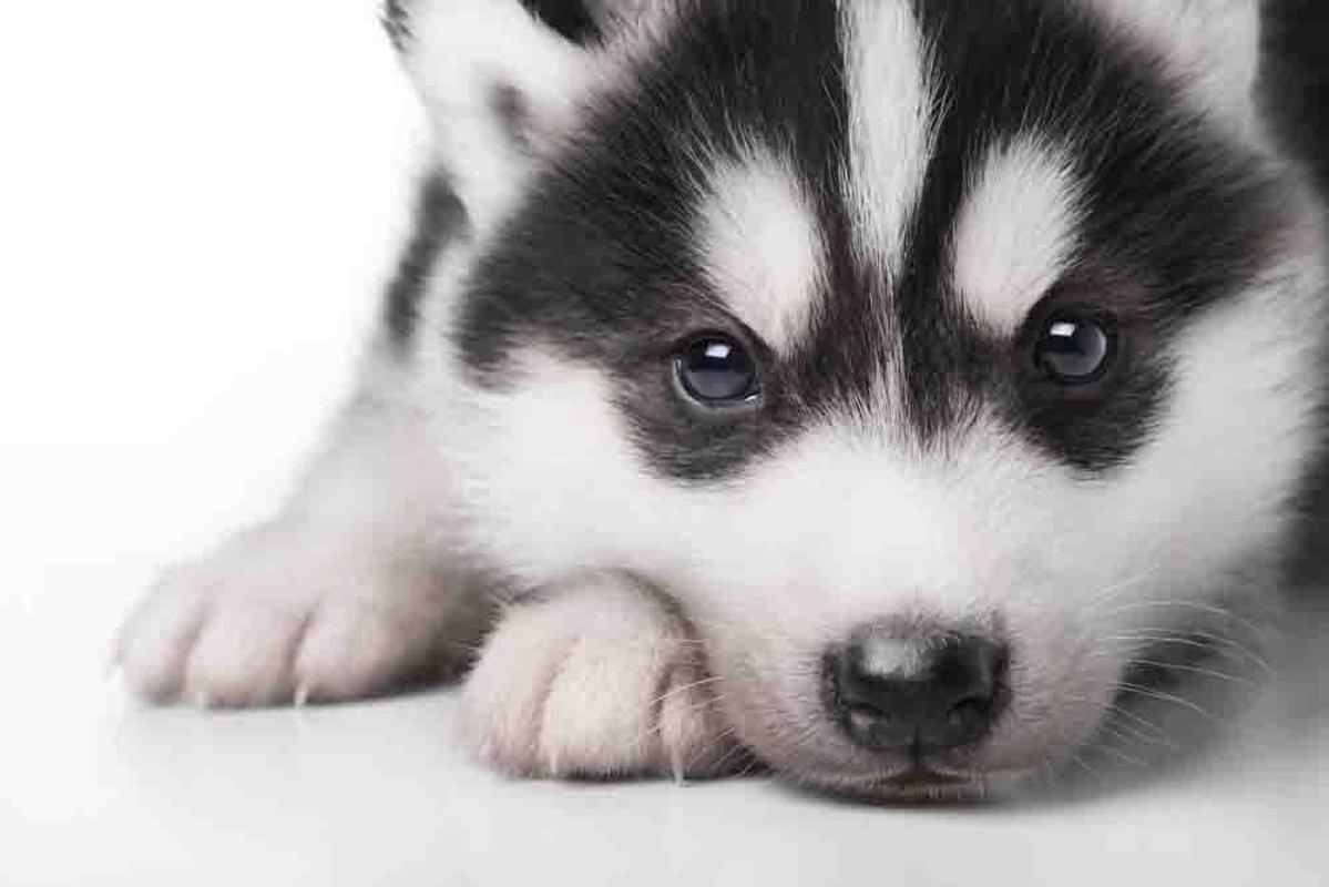 Cute Husky Wallpapers Wallpaper Cave