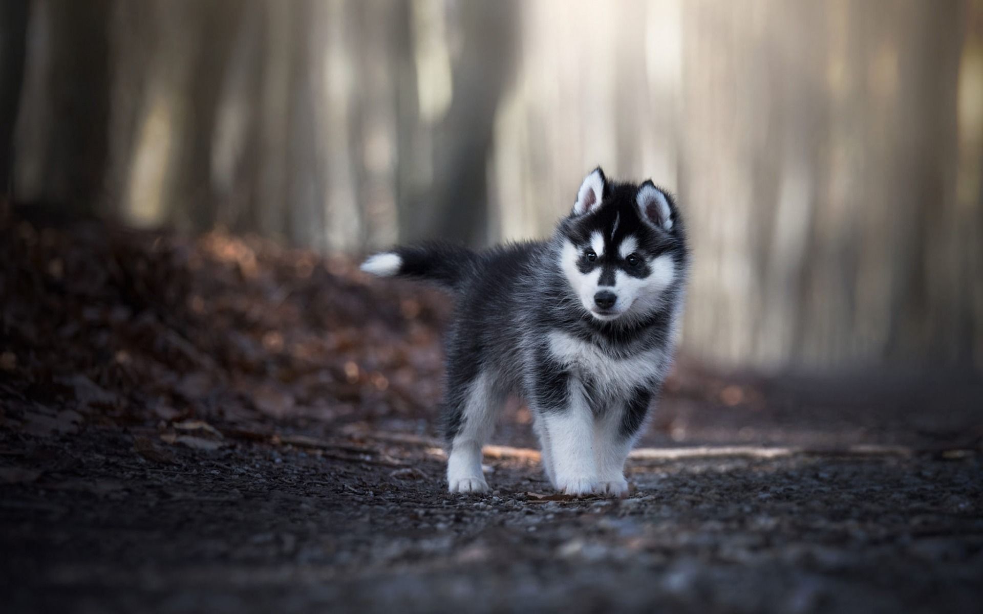 Cute Husky Wallpapers Wallpaper Cave