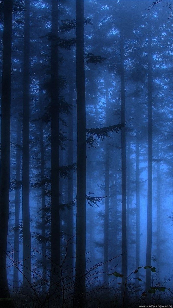 Blue Forest Wallpapers Wallpaper Cave