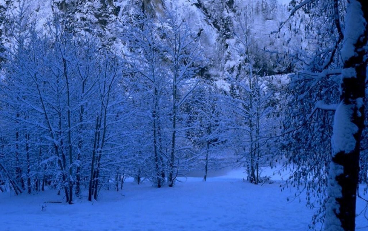 Blue Forest Wallpapers Wallpaper Cave