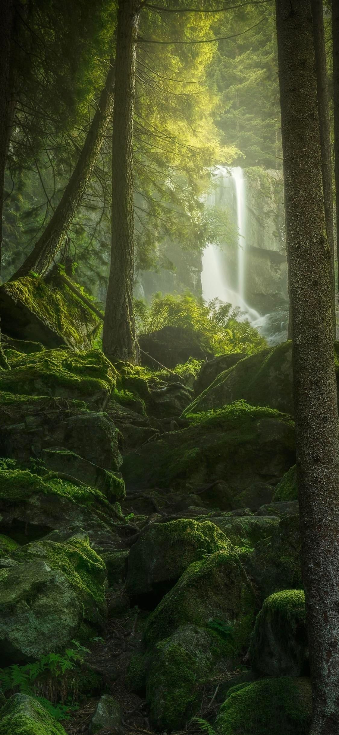 4k Forest iPhone Wallpapers Wallpaper Cave