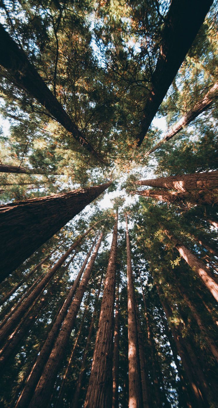 4k Forest iPhone Wallpapers Wallpaper Cave