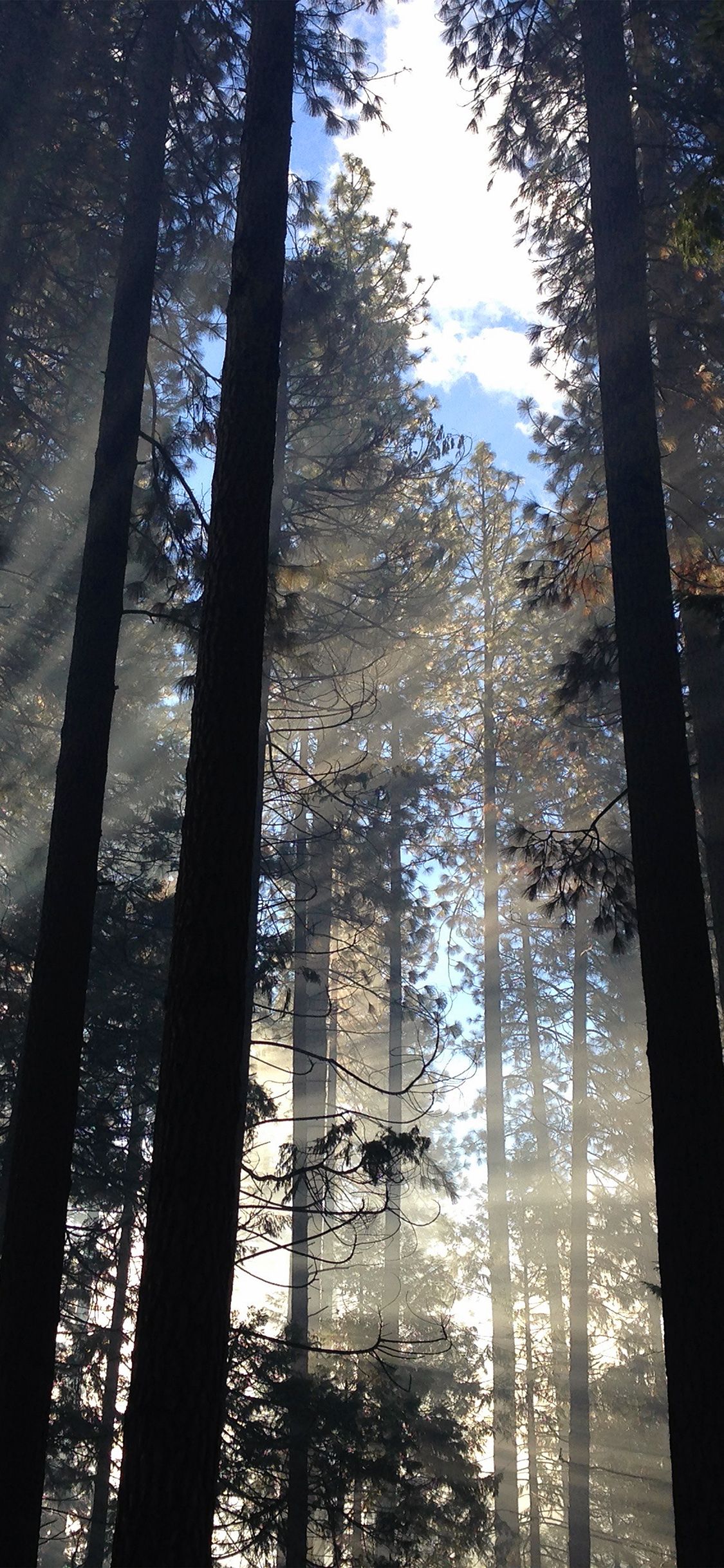 4k Forest iPhone Wallpapers Wallpaper Cave