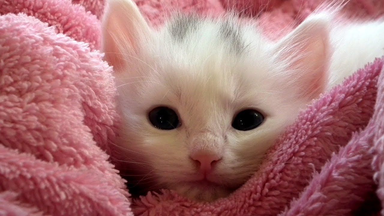 Pink Cat Wallpapers Wallpaper Cave