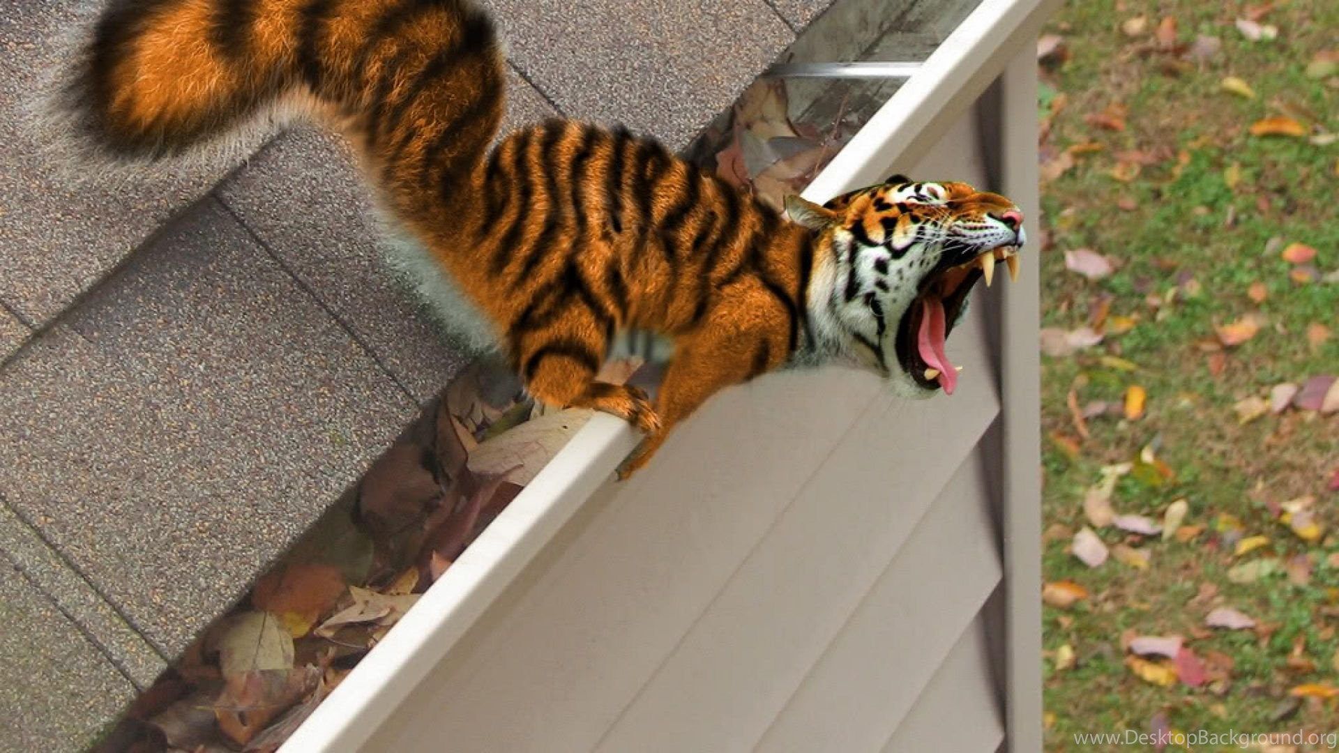 Weird Animals Wallpapers Wallpaper Cave