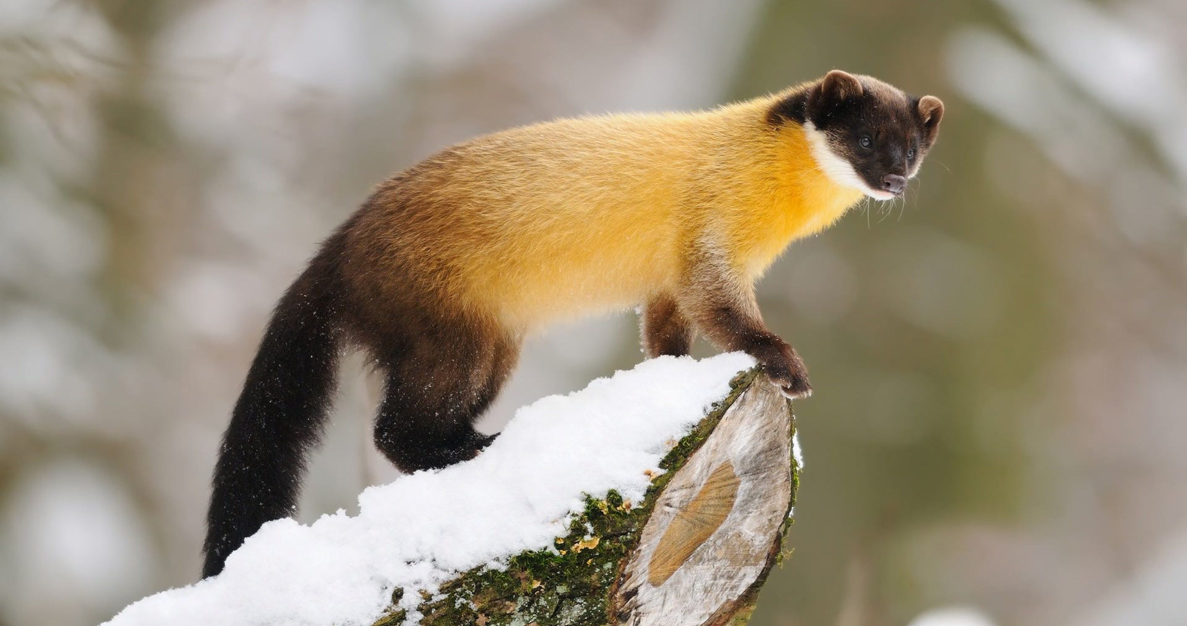 Weird Animals Wallpapers Wallpaper Cave