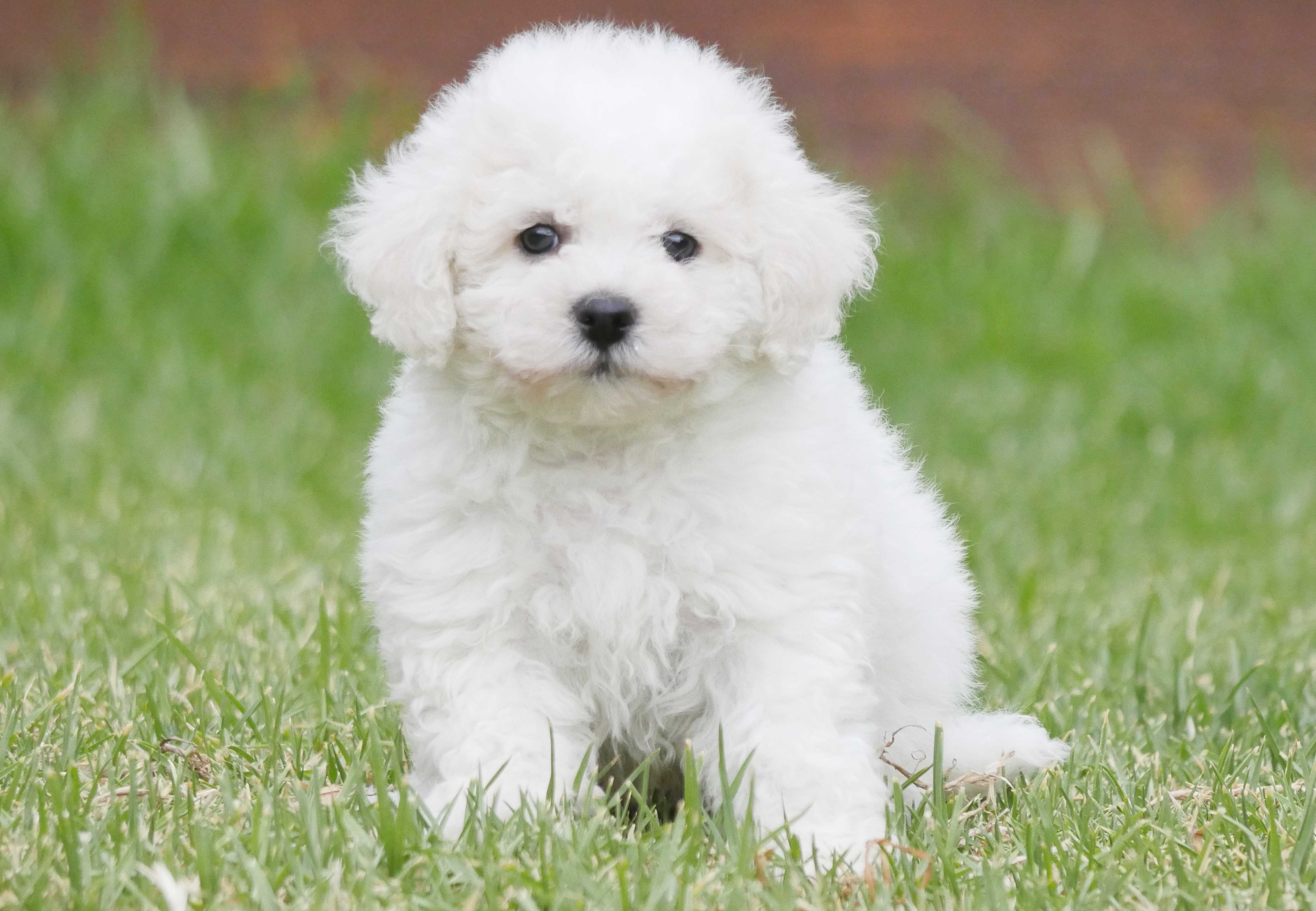Bichon Frise Wallpapers Wallpaper Cave