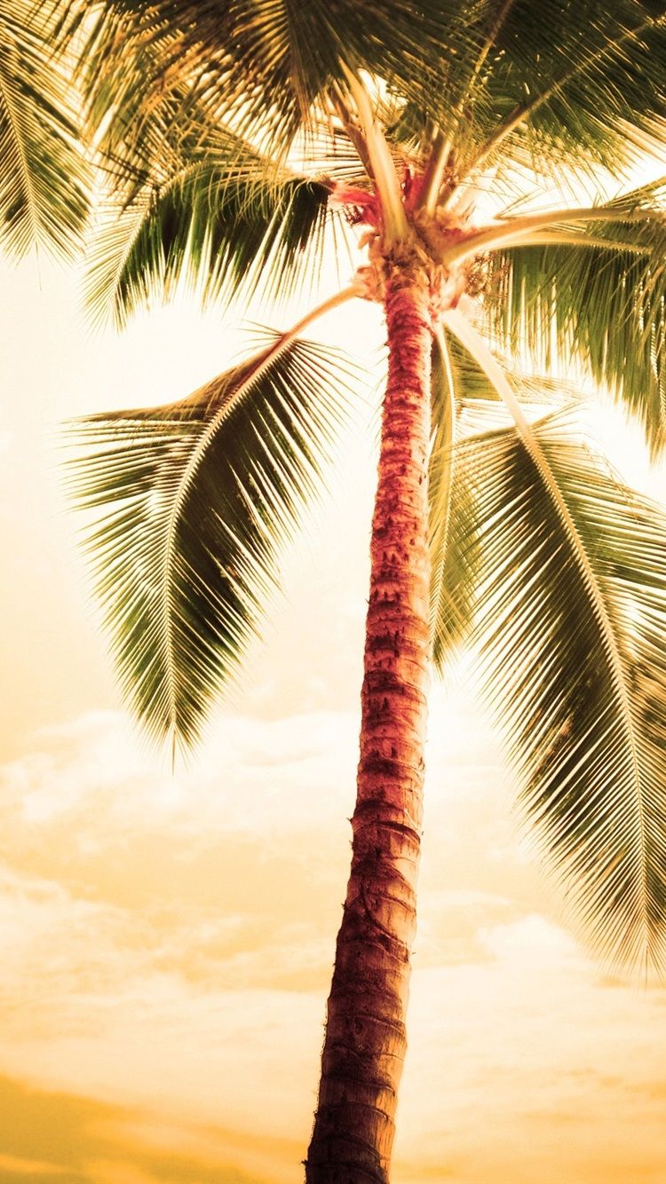 Hawaii Summer Coconut Tree Wallpapers Wallpaper Cave