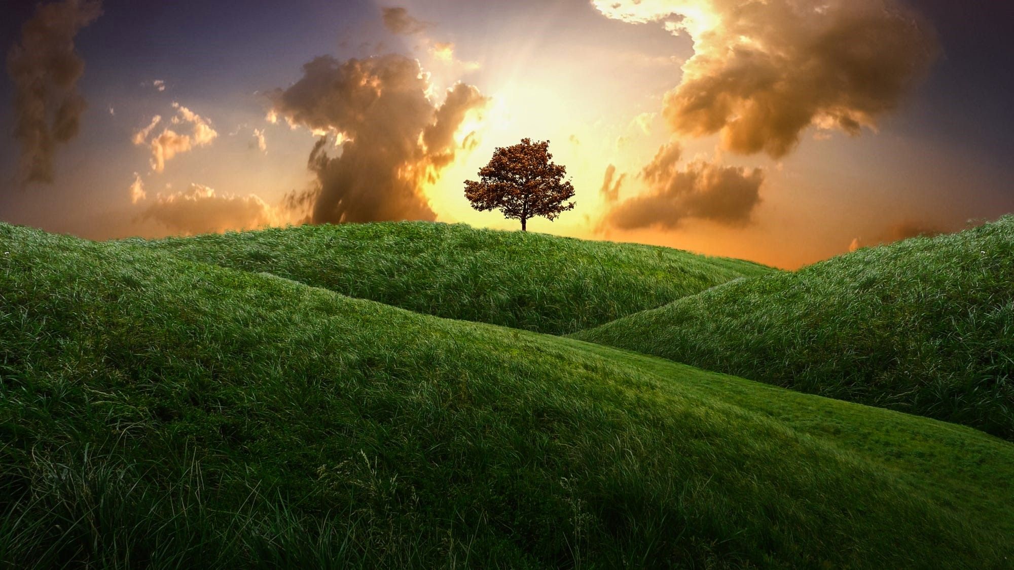 Lone Tree Wallpapers Wallpaper Cave