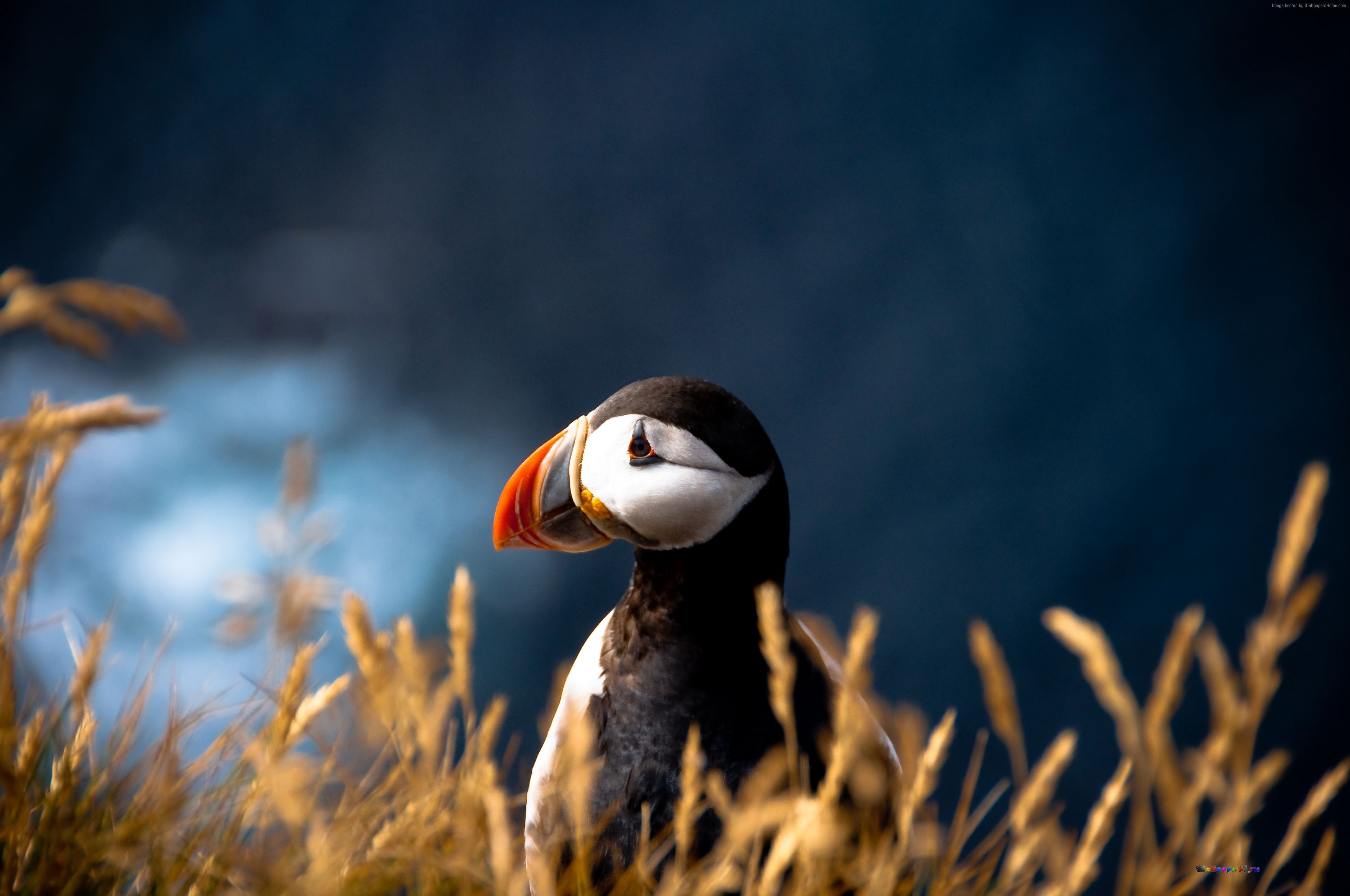 Animal 4k Wallpapers Wallpaper Cave