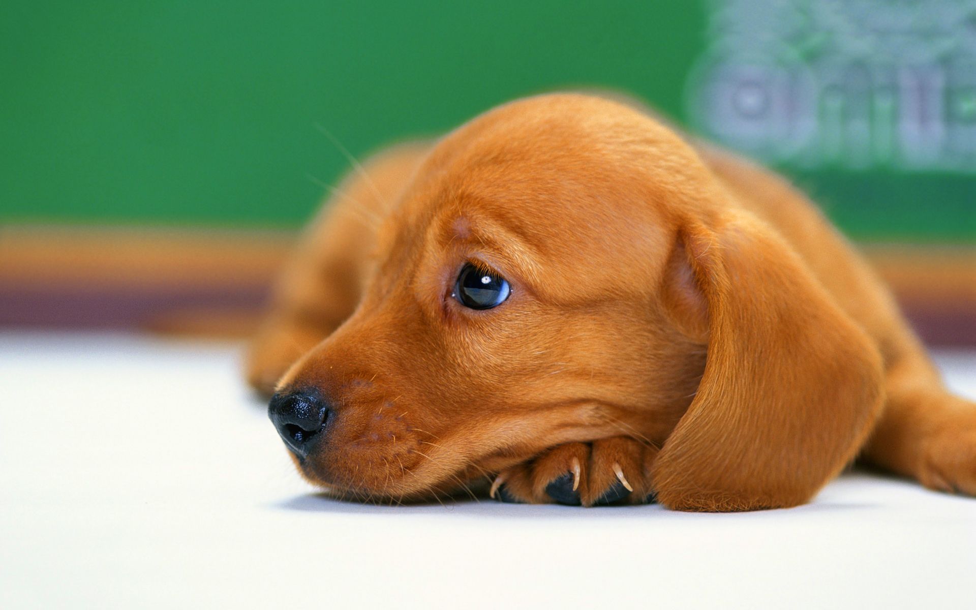 Sausage Dog Wallpapers Wallpaper Cave