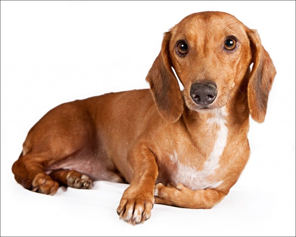 Sausage Dog Wallpapers Wallpaper Cave