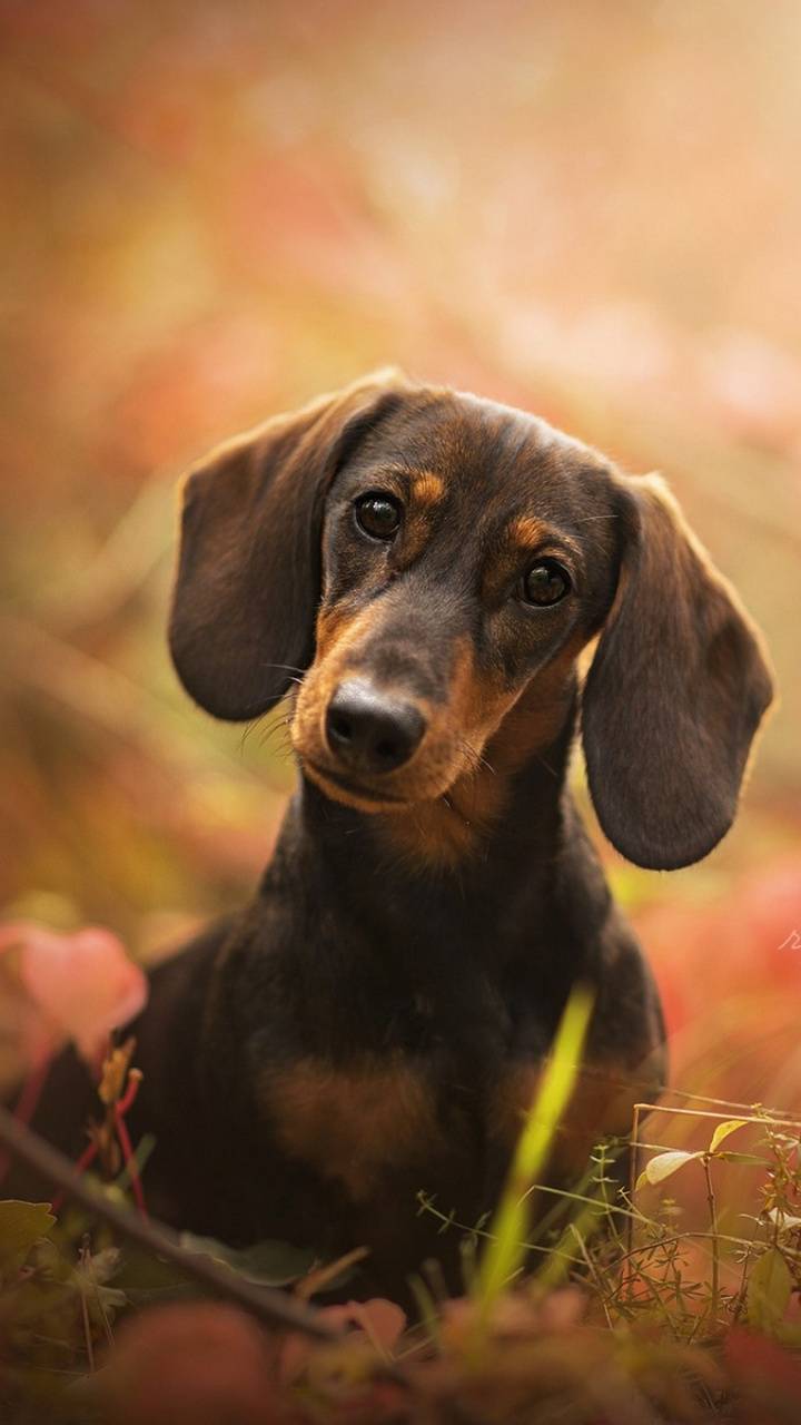 Sausage Dog Wallpapers Wallpaper Cave
