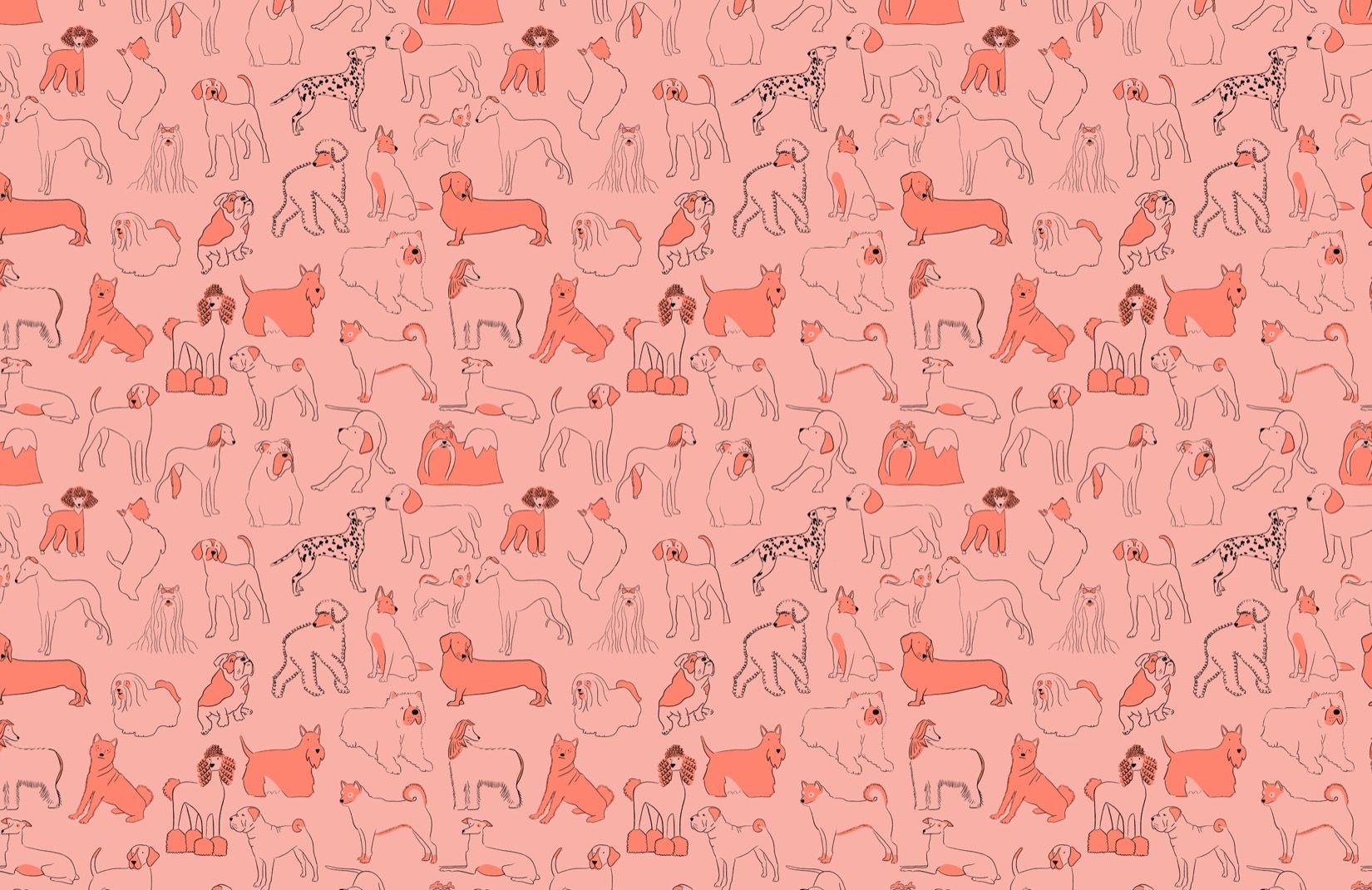 Sausage Dog Wallpapers Wallpaper Cave