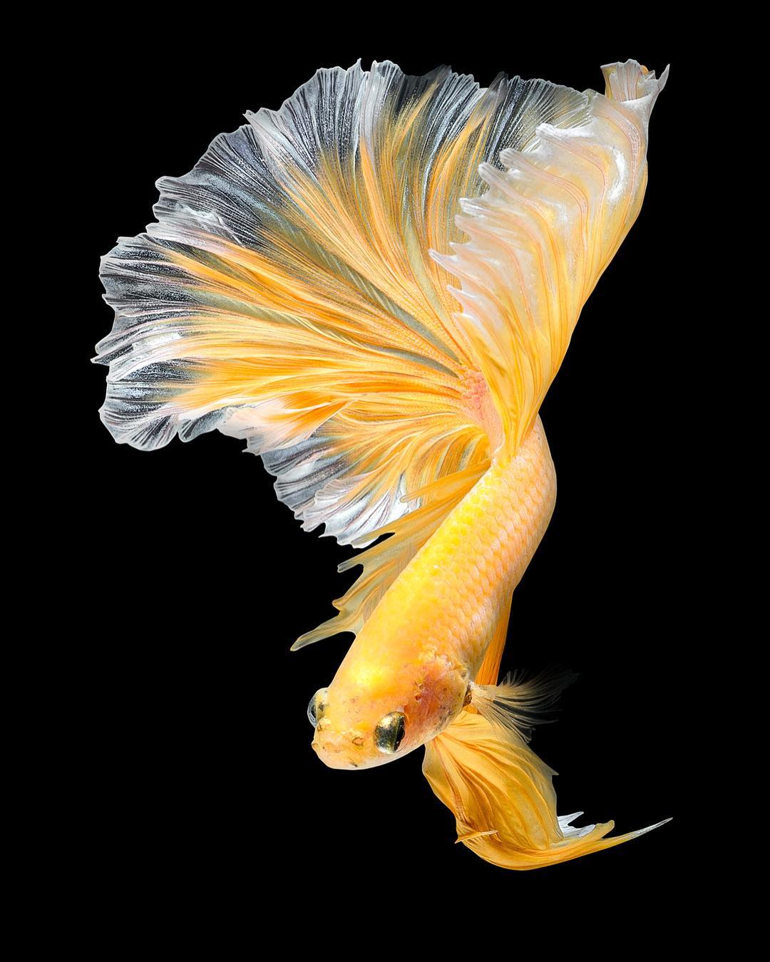 Cupang Wallpapers Wallpaper Cave