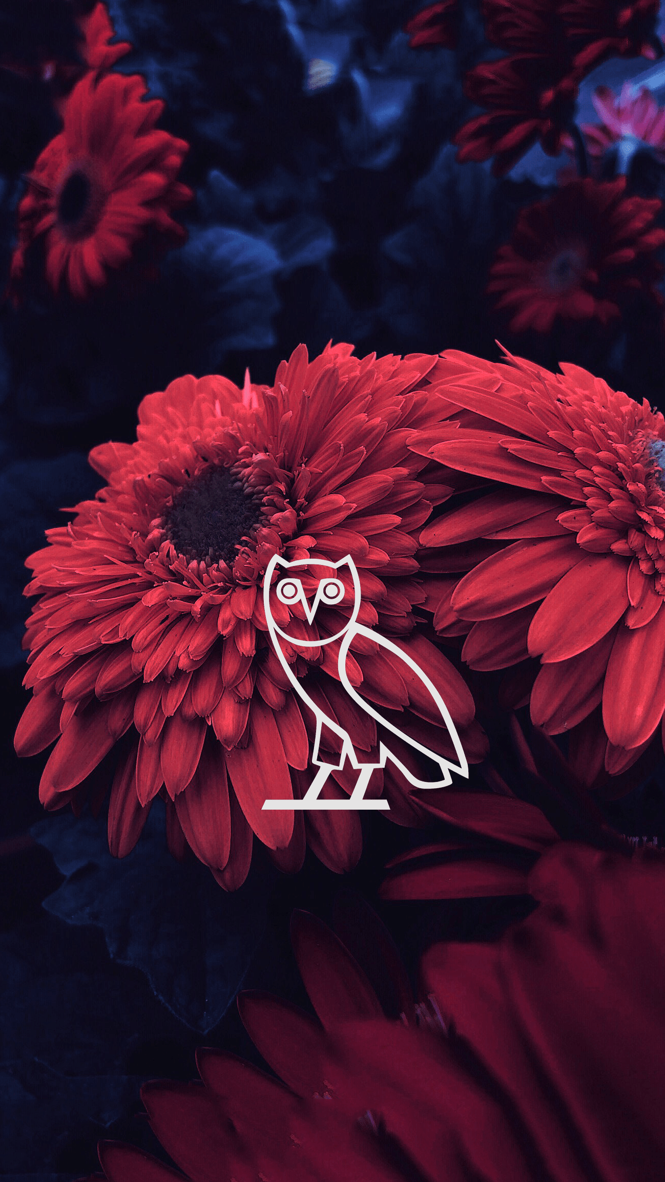 Drake OVO Wallpapers Wallpaper Cave