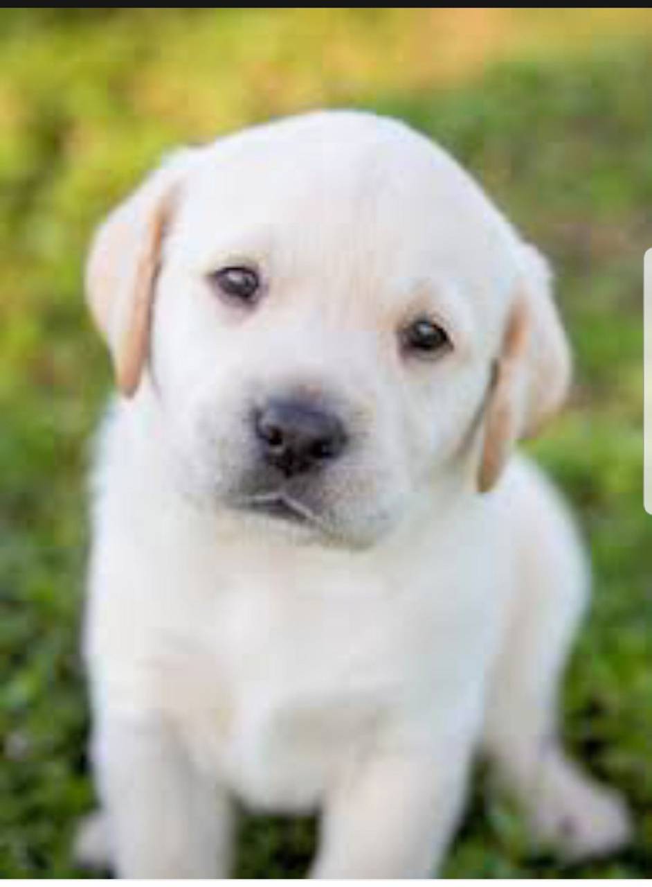 White Puppy Wallpapers Wallpaper Cave