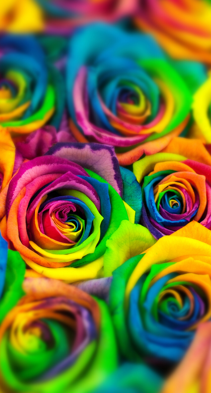 Rainbow Rose Wallpapers Wallpaper Cave
