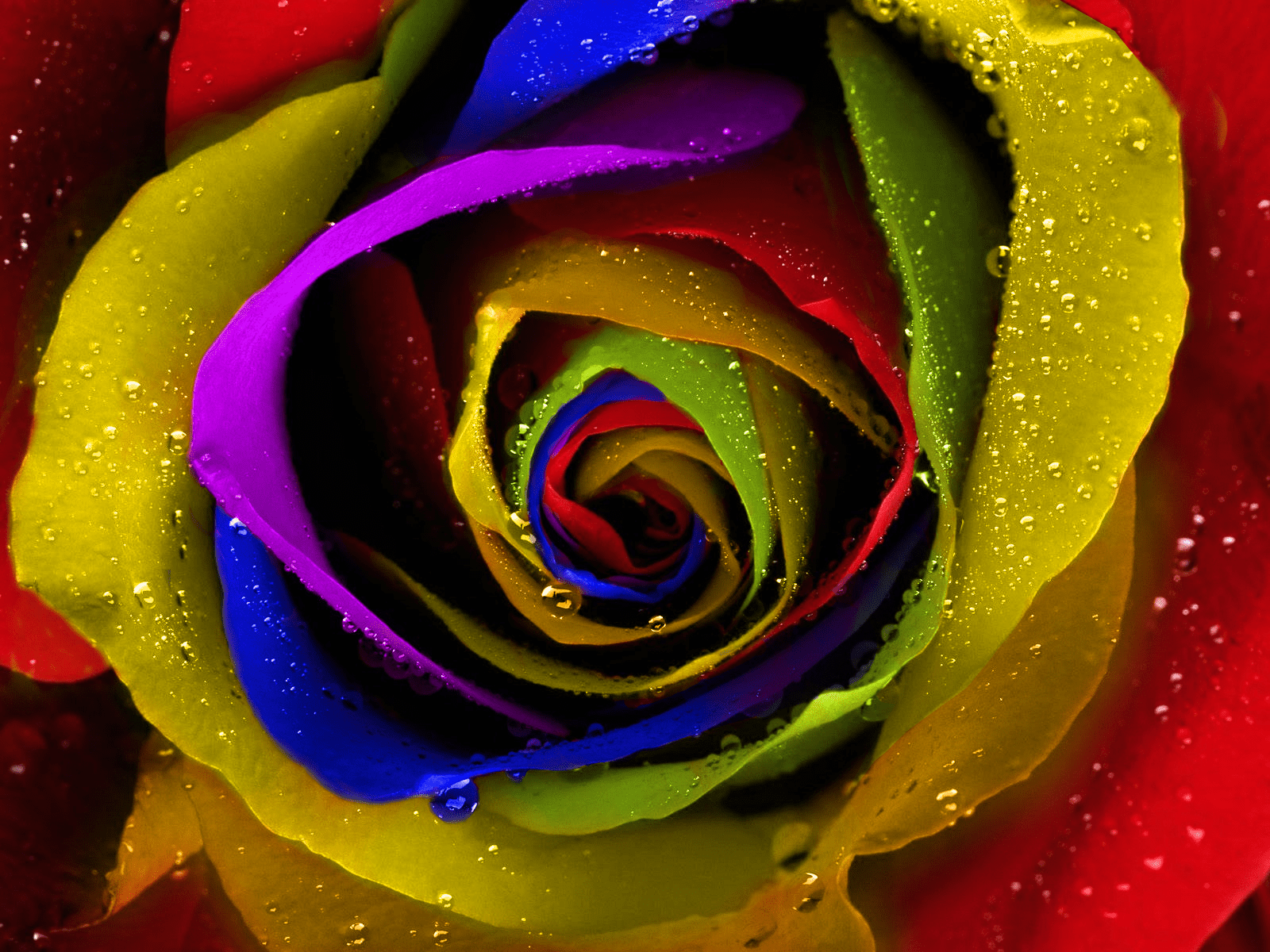 Rainbow Rose Wallpapers Wallpaper Cave