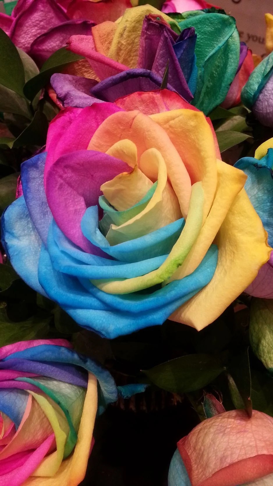 Rainbow Rose Wallpapers Wallpaper Cave