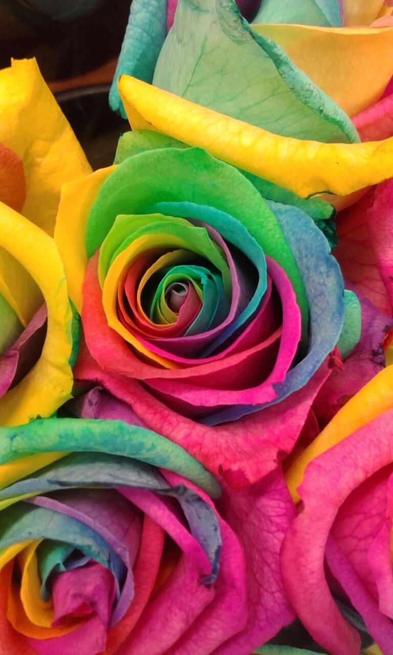Rainbow Rose Wallpapers Wallpaper Cave