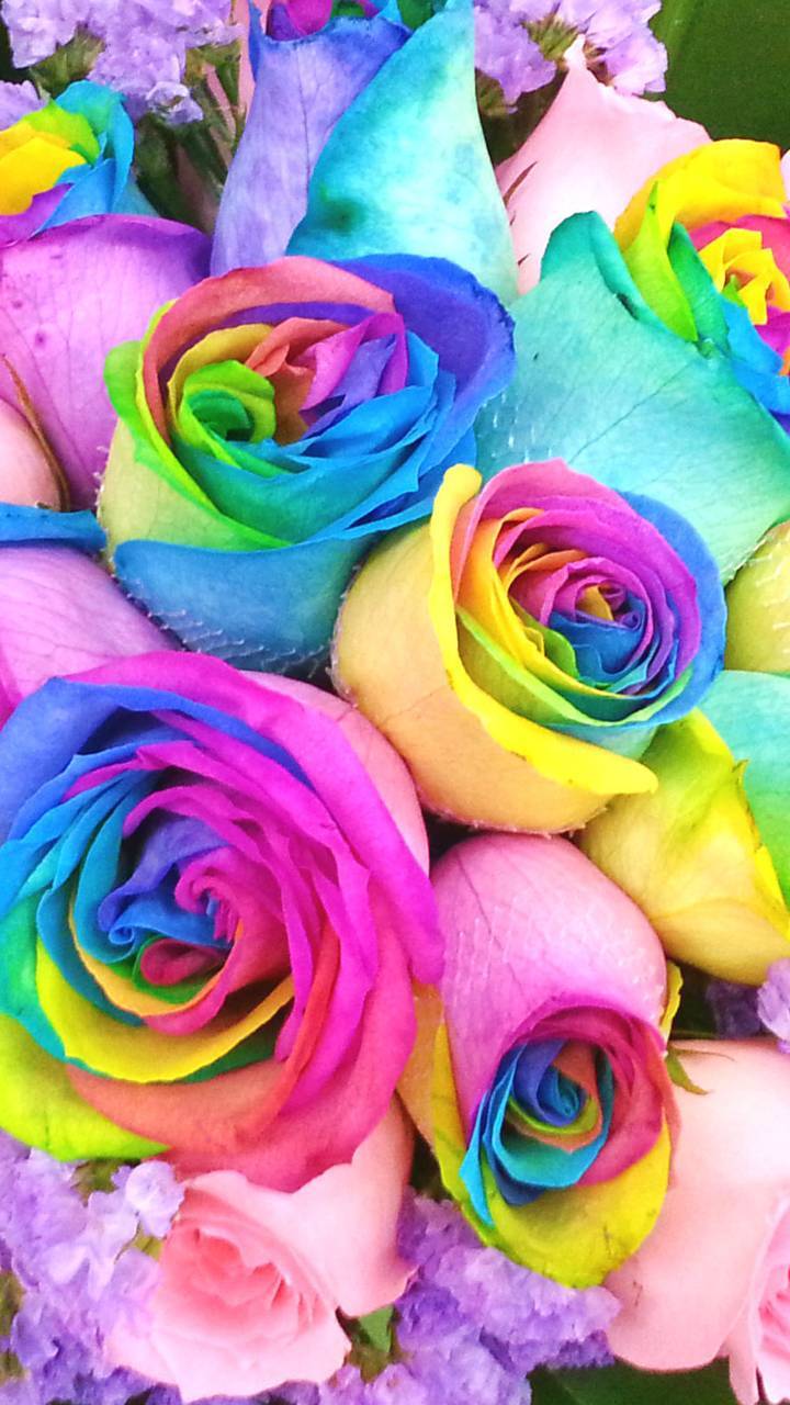 Rainbow Roses Wallpapers Wallpaper Cave