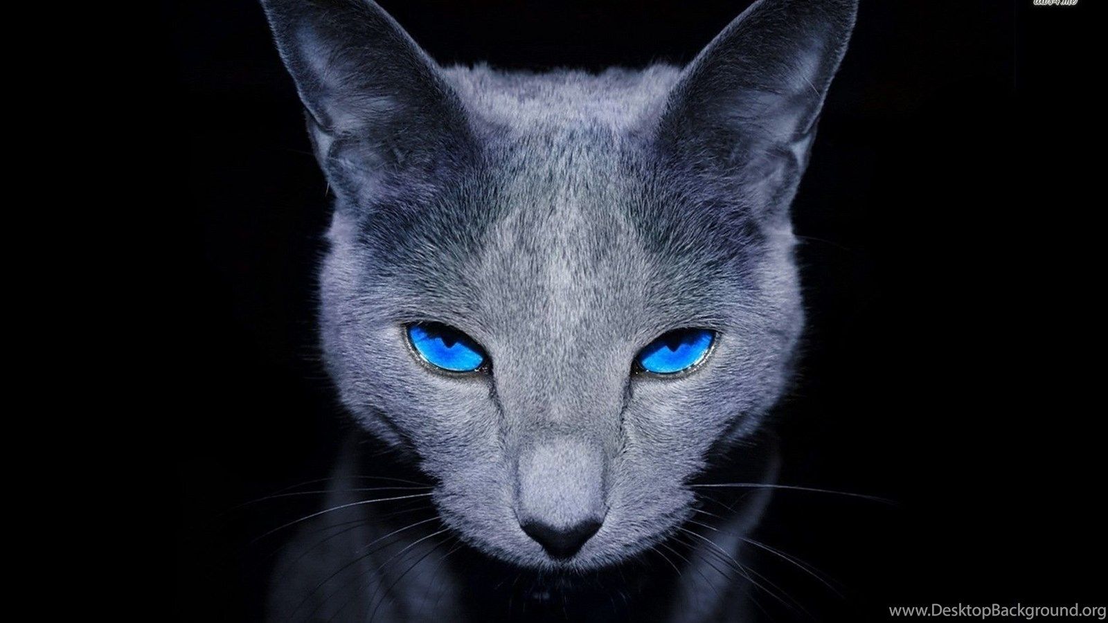 Blue Cat Wallpapers Wallpaper Cave