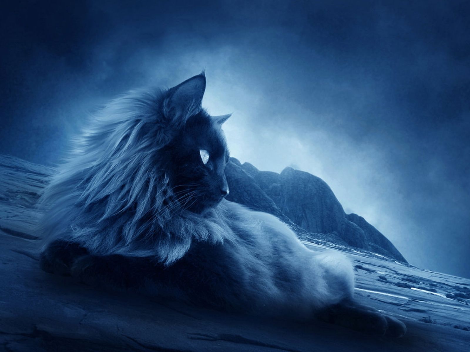 Blue Cat Wallpapers Wallpaper Cave