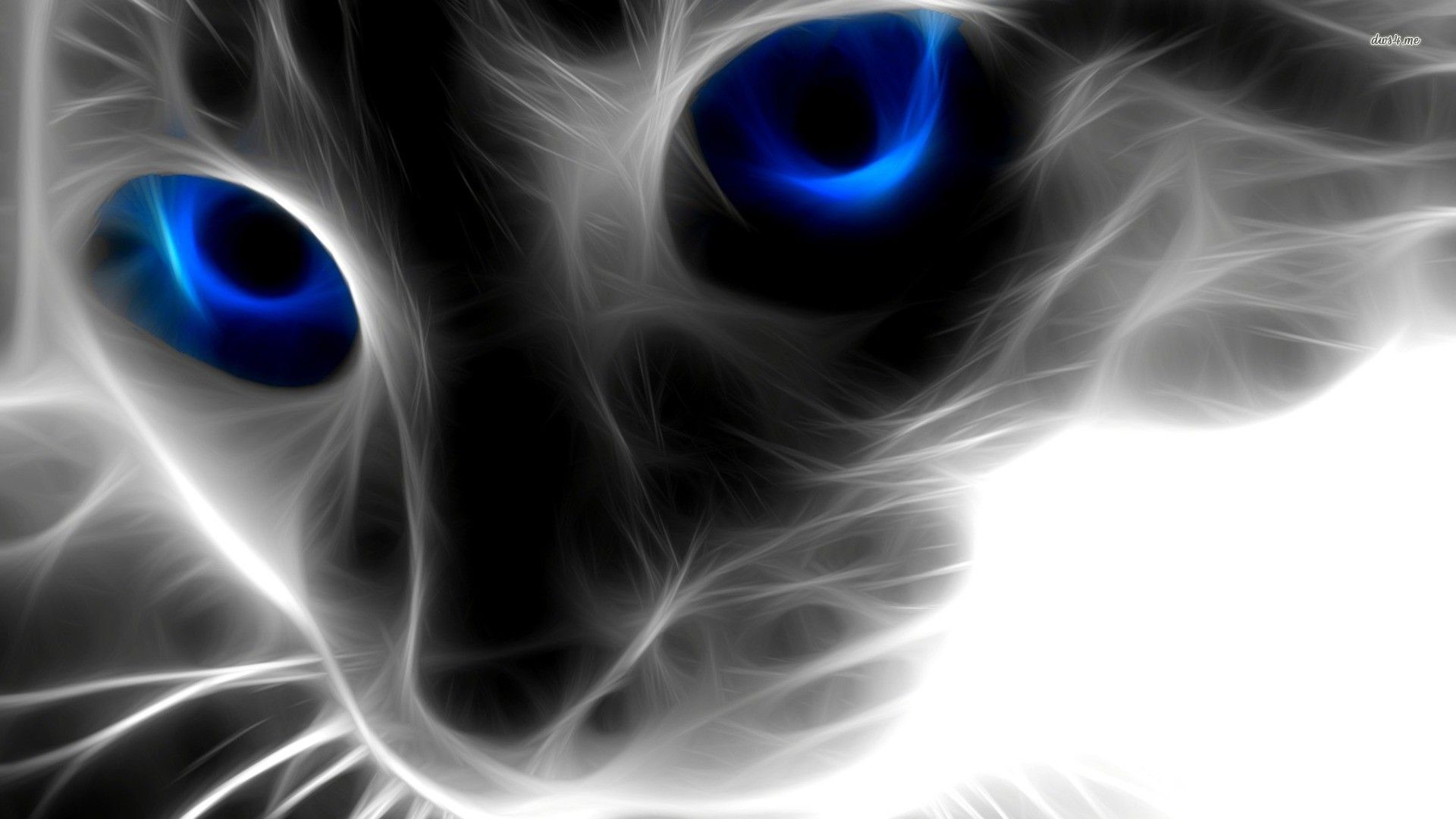 Blue Cat Wallpapers Wallpaper Cave
