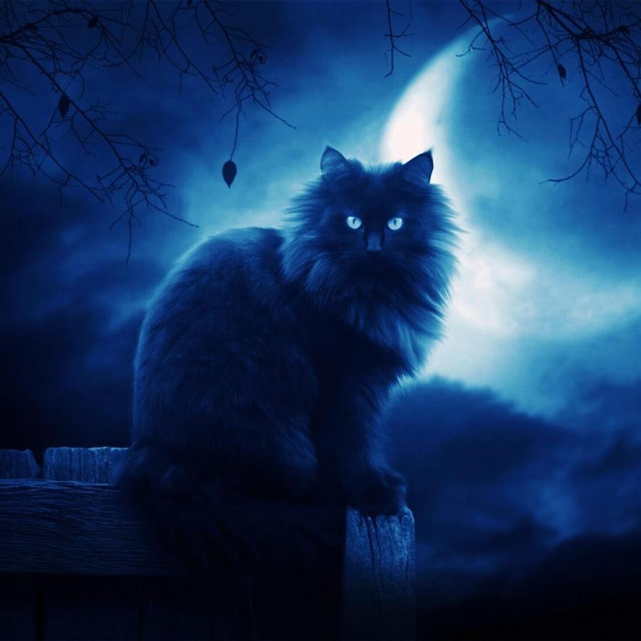 Blue Cat Wallpapers Wallpaper Cave