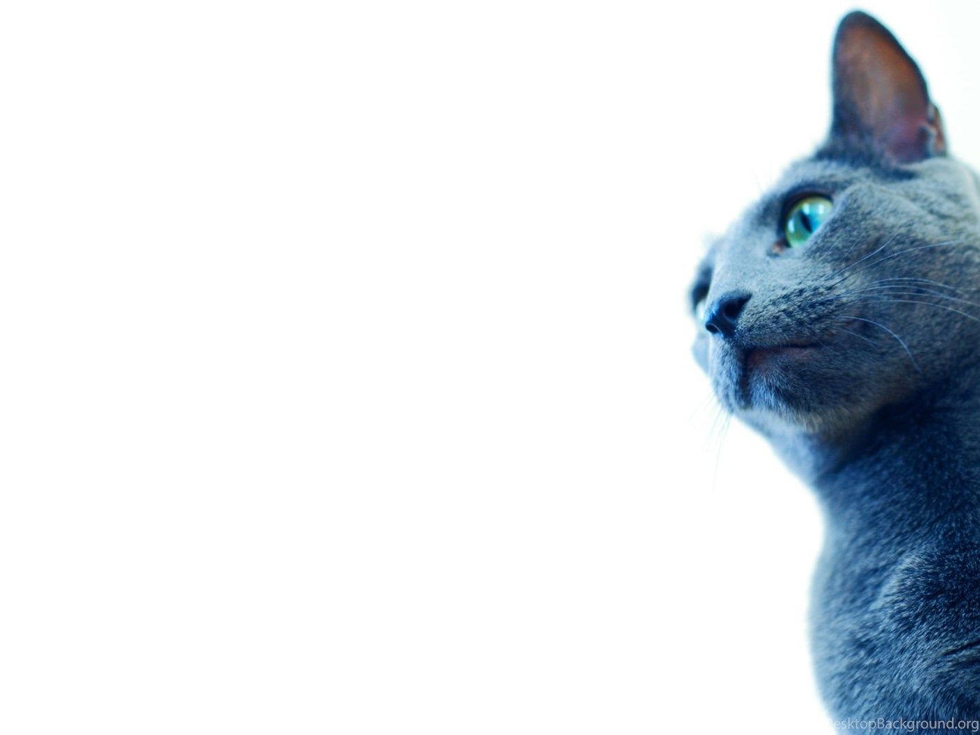 Blue Cat Wallpapers Wallpaper Cave