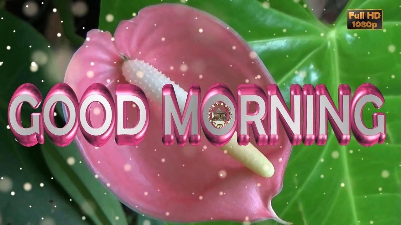 Good Morning Wallpapers Download Wallpaper Cave
