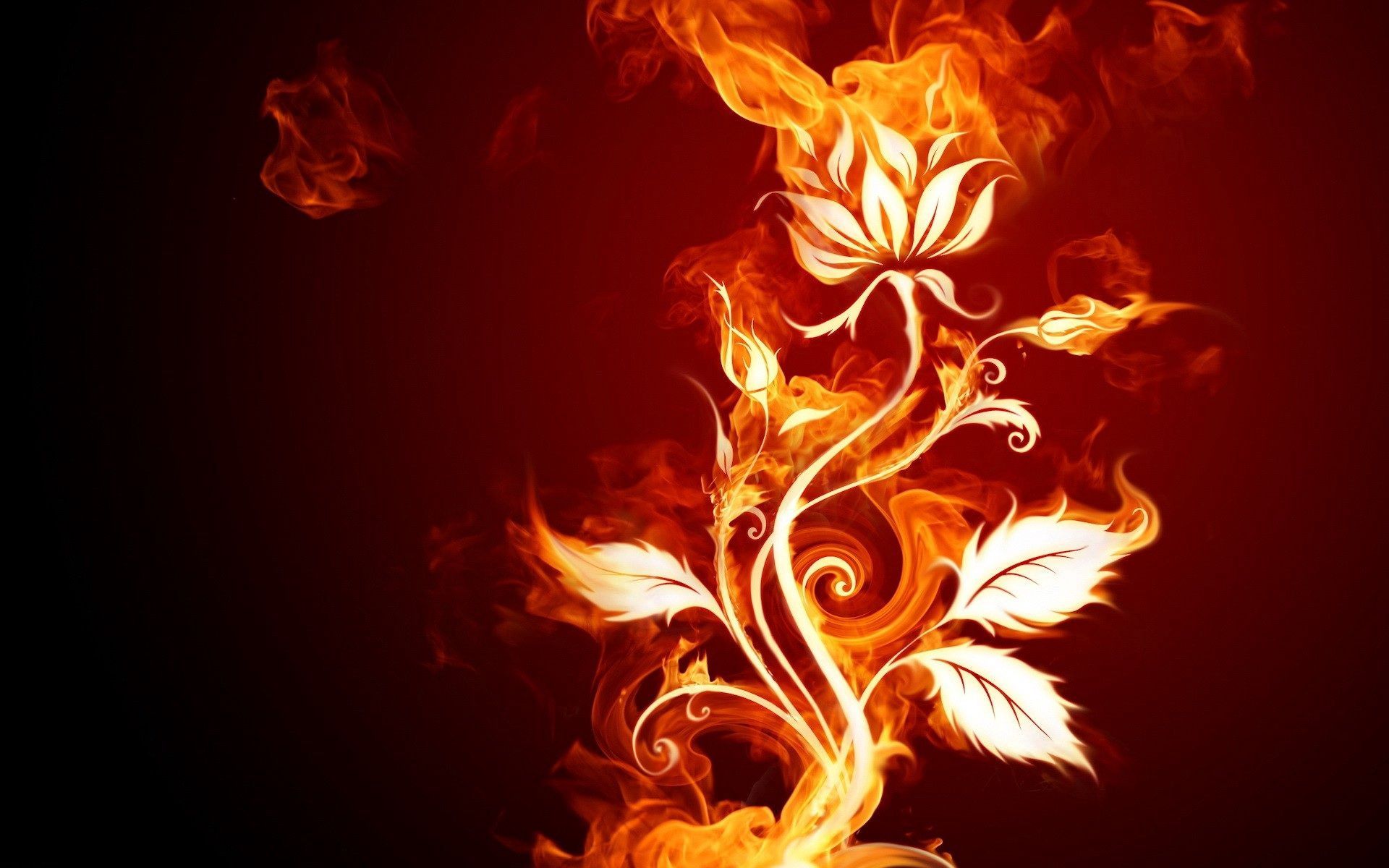 Rose On Fire Wallpapers Wallpaper Cave
