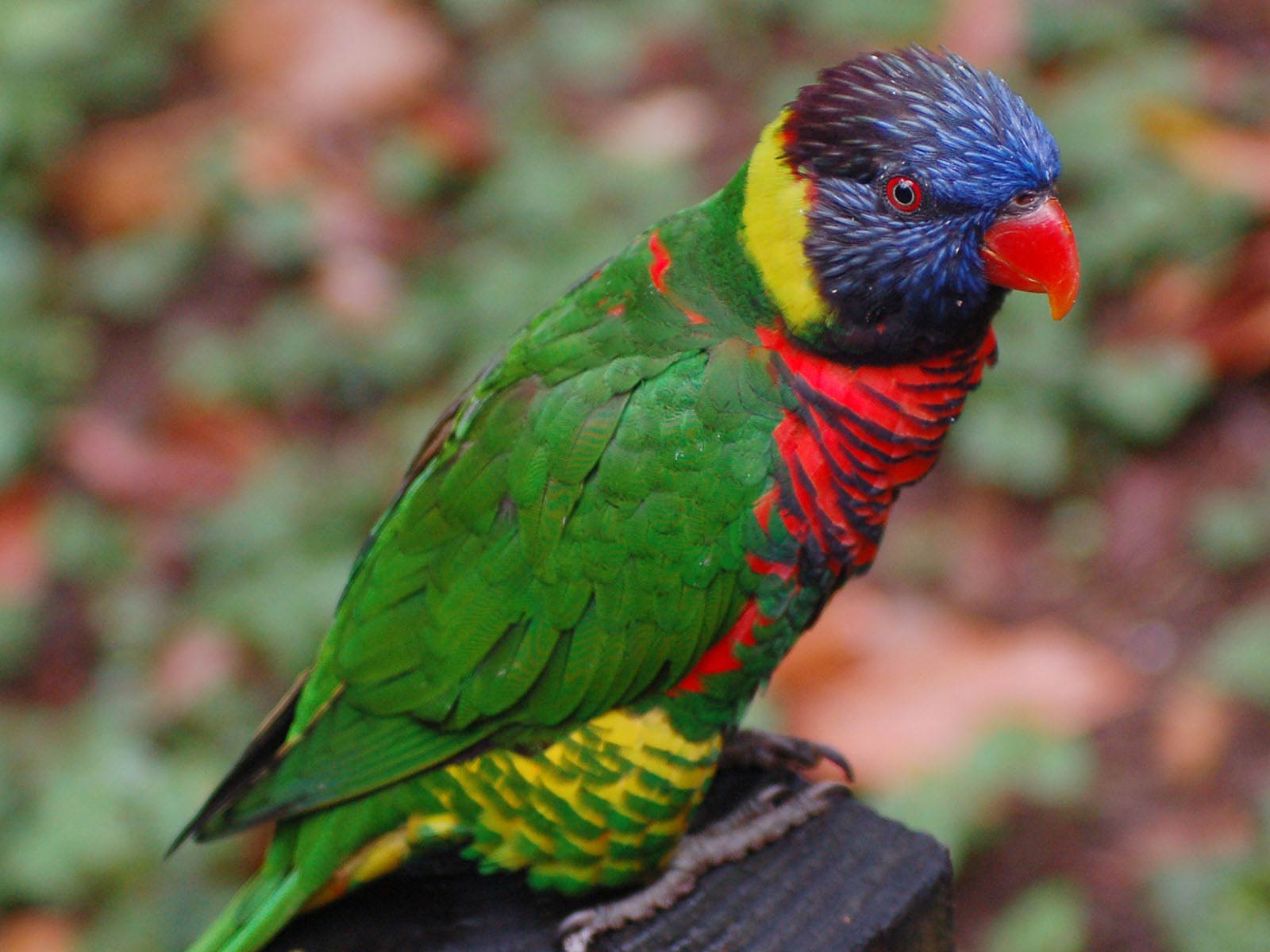 Rainbow Animals Wallpapers Wallpaper Cave