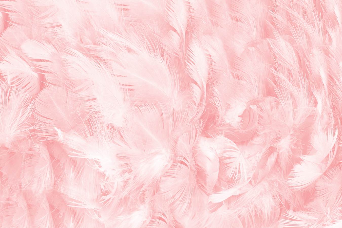 Pale Pink Wallpapers Wallpaper Cave
