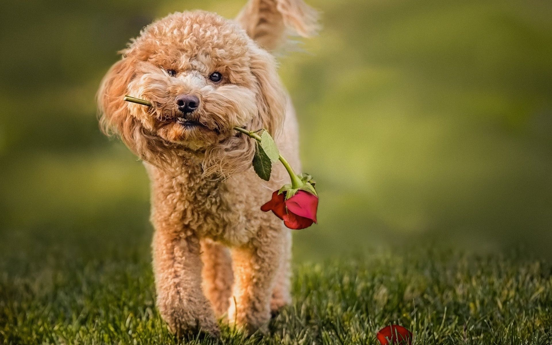 Toy Poodle Wallpapers Wallpaper Cave