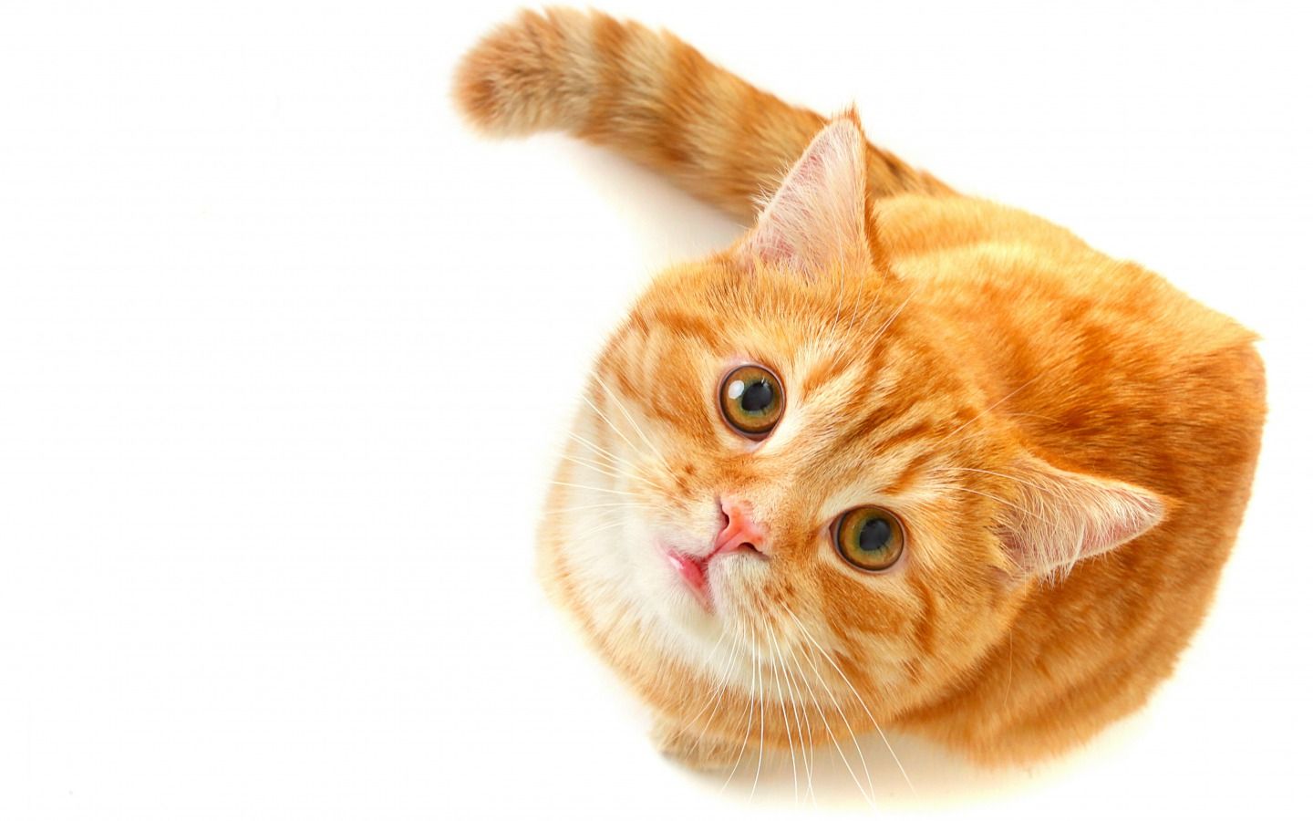 Orange Cats Wallpapers Wallpaper Cave