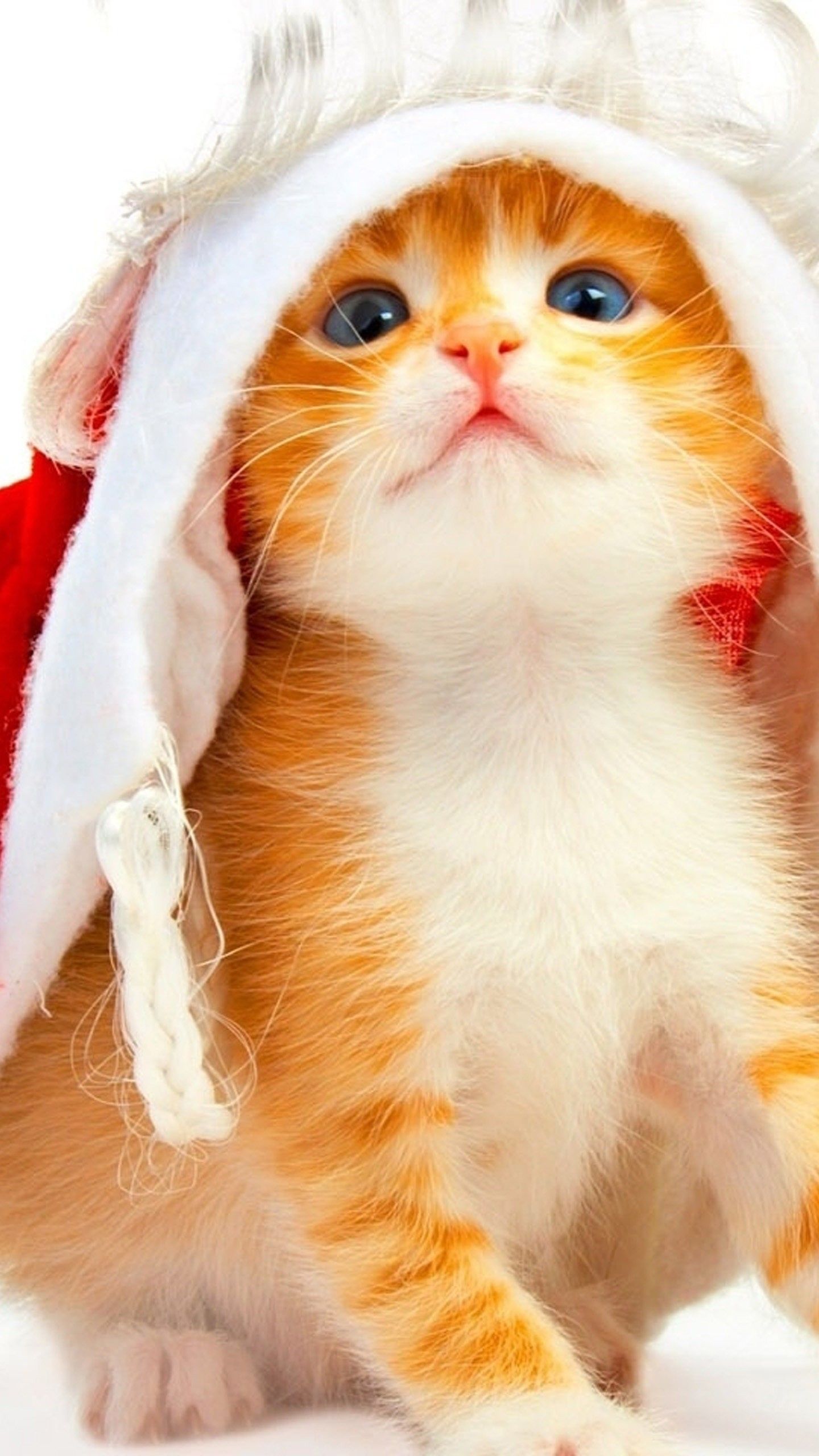 Orange Cats Wallpapers Wallpaper Cave