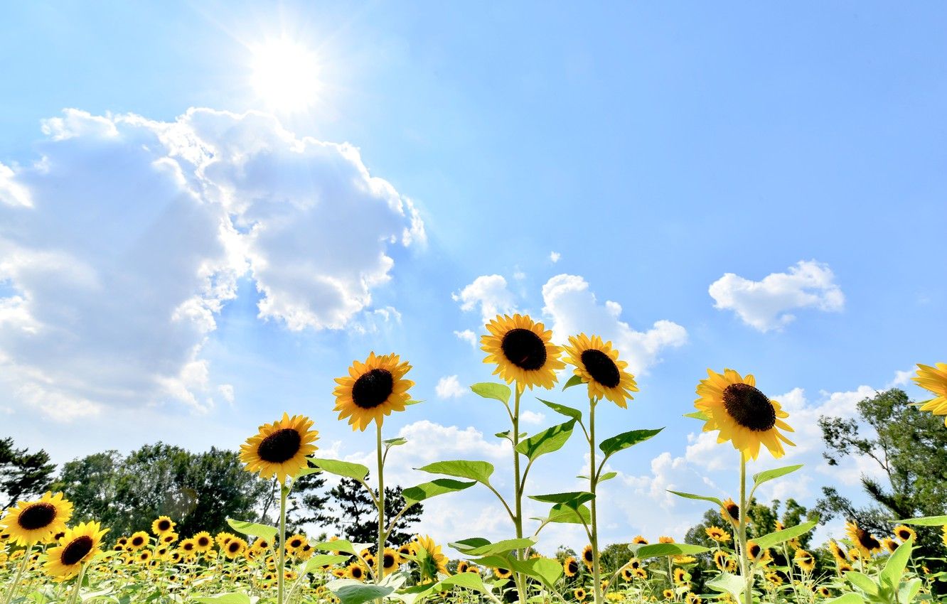 Sunflowers Sky Wallpapers Wallpaper Cave