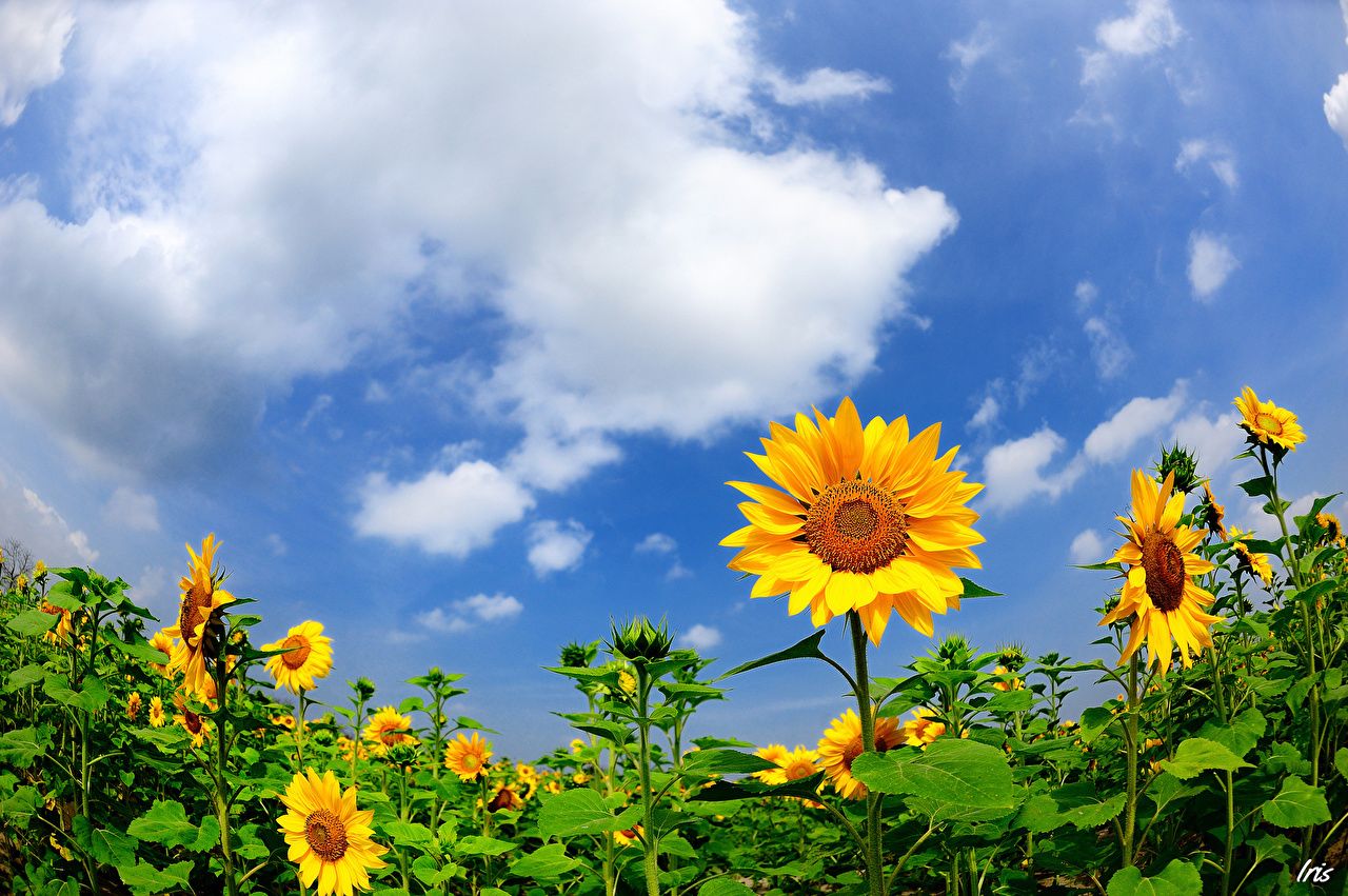 Sunflowers Sky Wallpapers Wallpaper Cave