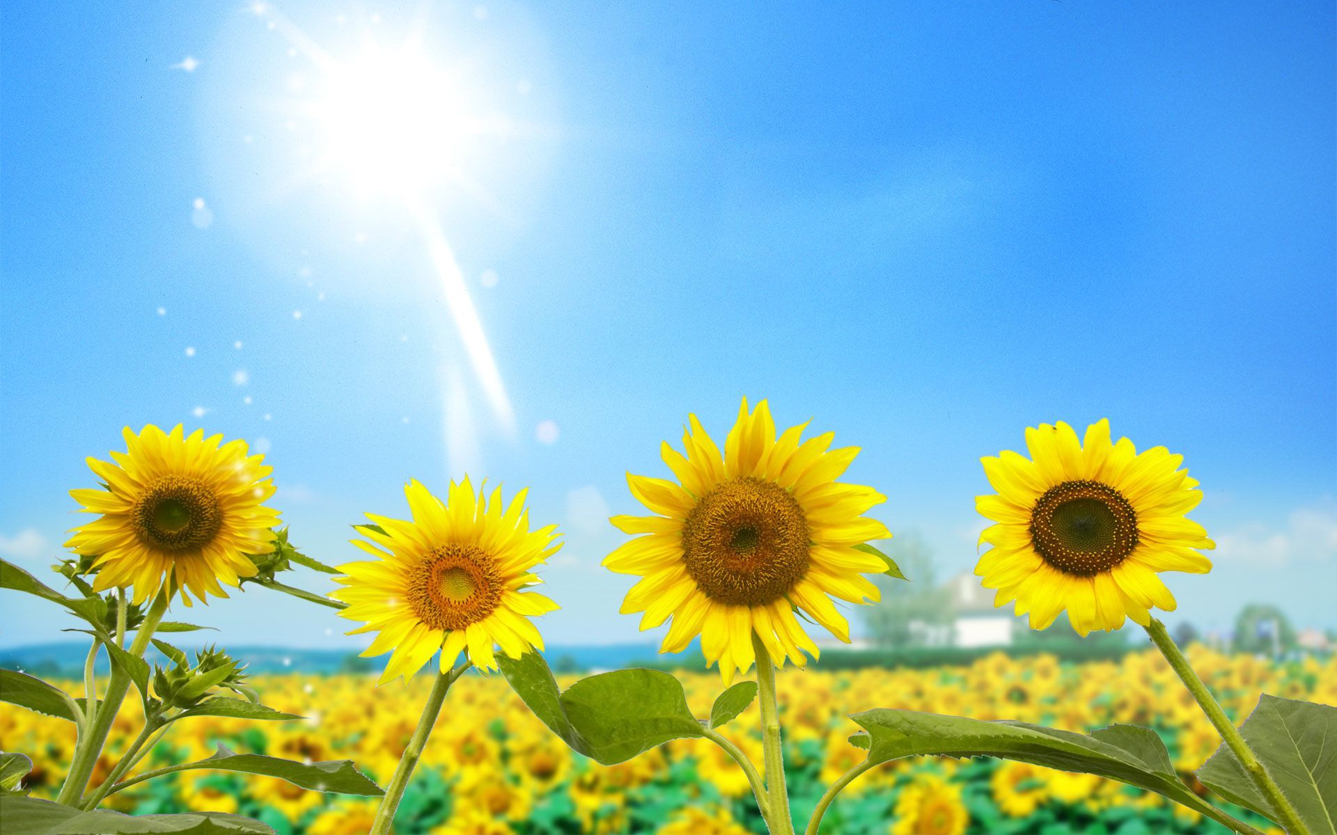 Sunflowers Sky Wallpapers Wallpaper Cave