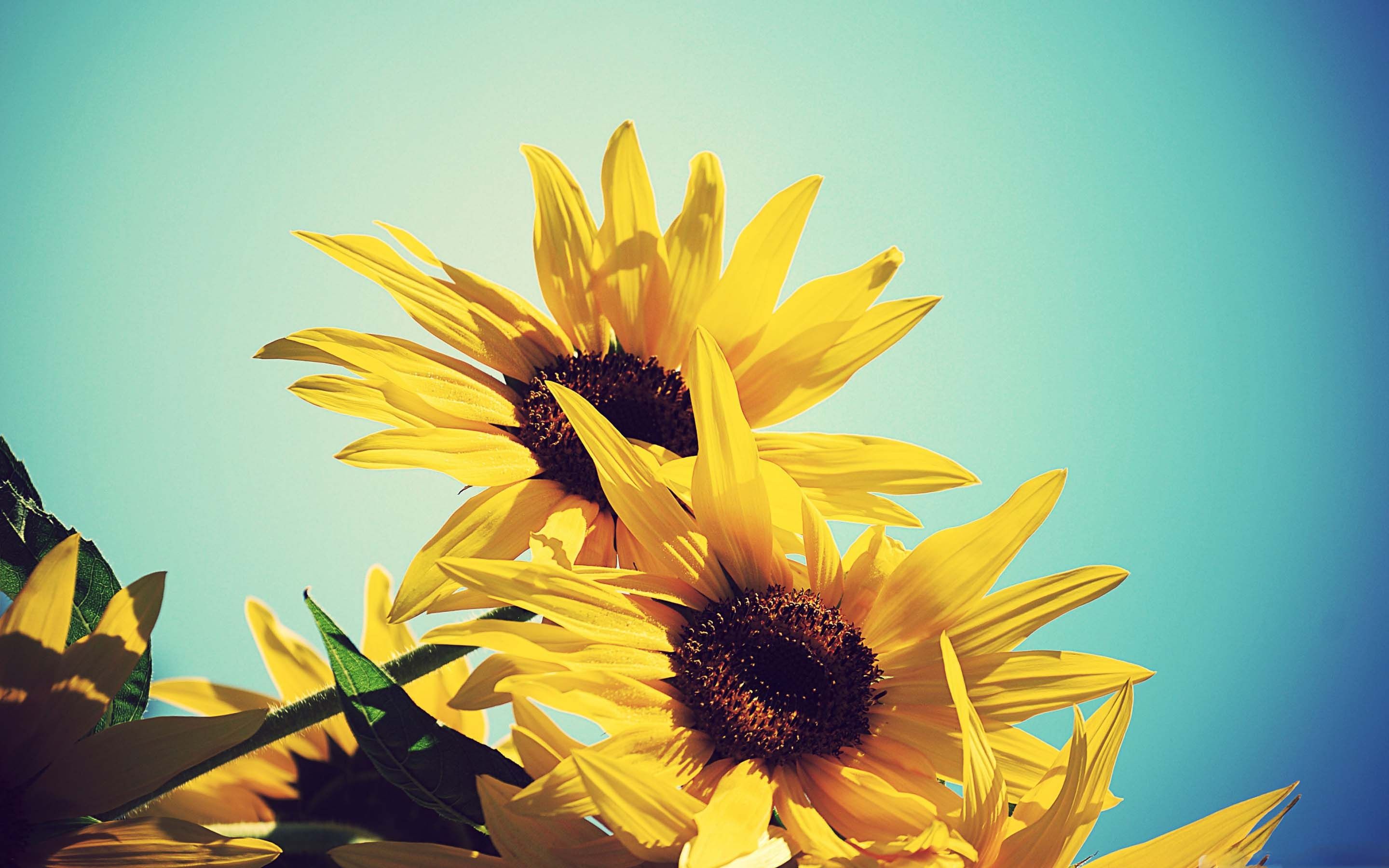 Sunflowers Sky Wallpapers Wallpaper Cave