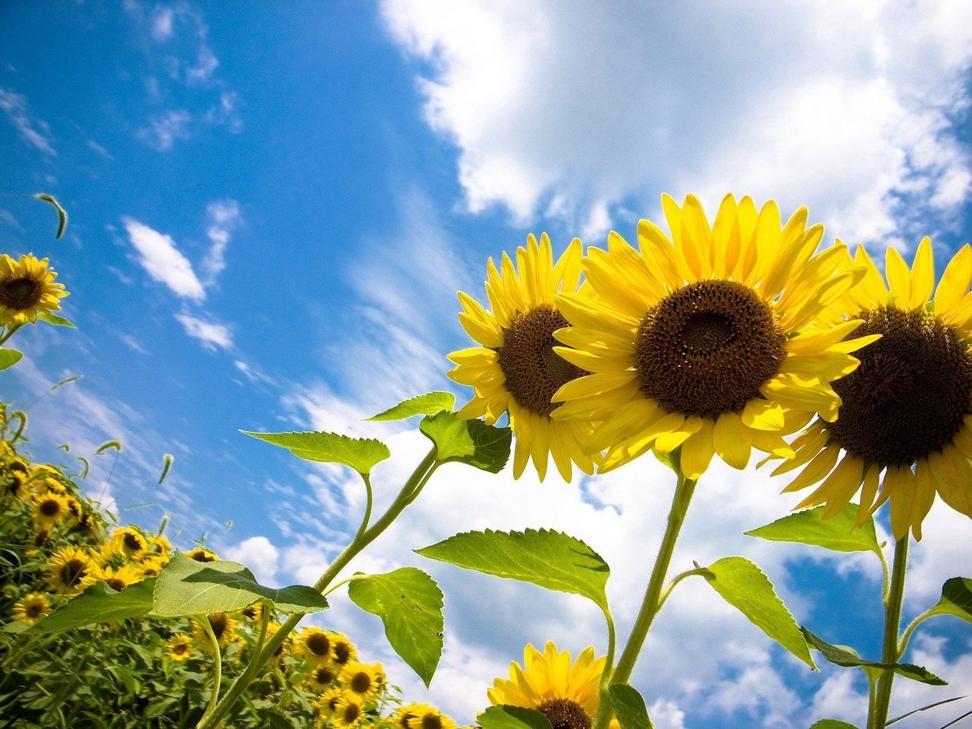 Sunflowers Sky Wallpapers Wallpaper Cave
