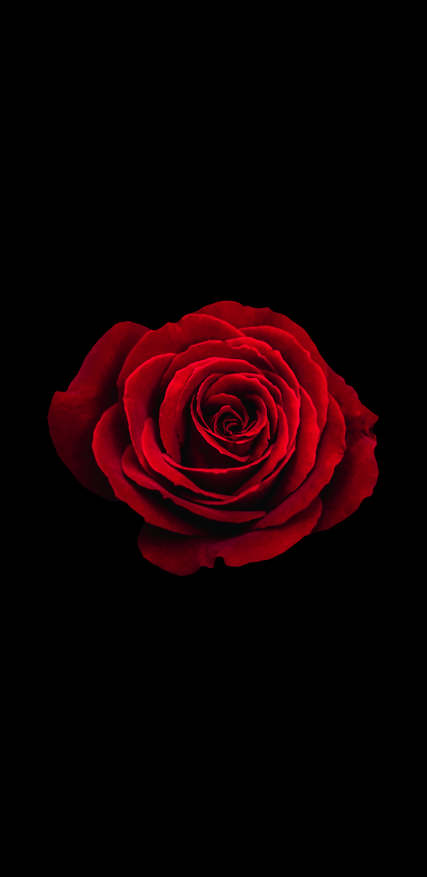 Amoled Rose Wallpapers Wallpaper Cave