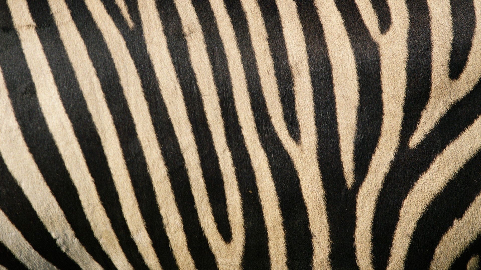 Animal Skin Wallpaper