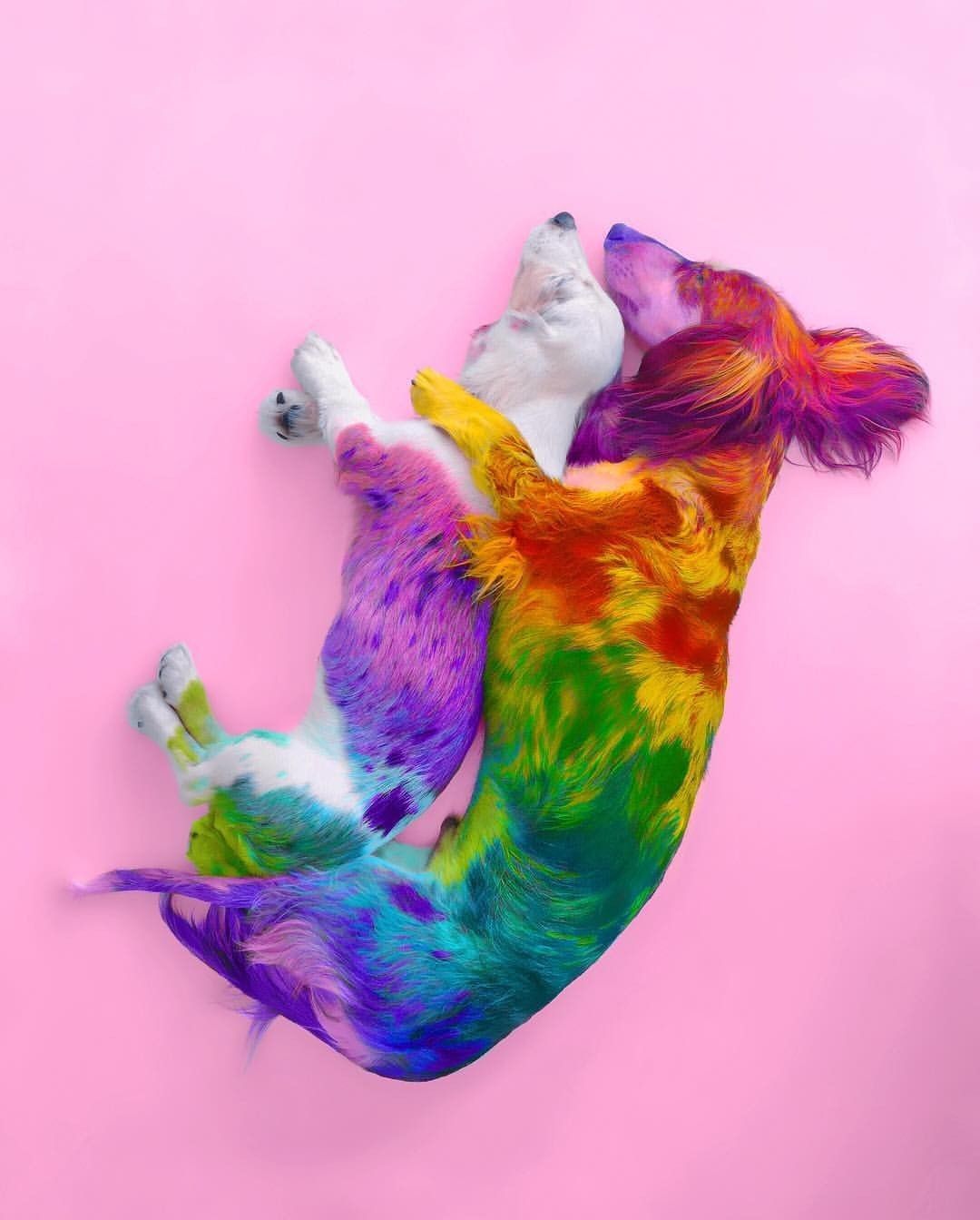Rainbow Dog Wallpapers Wallpaper Cave