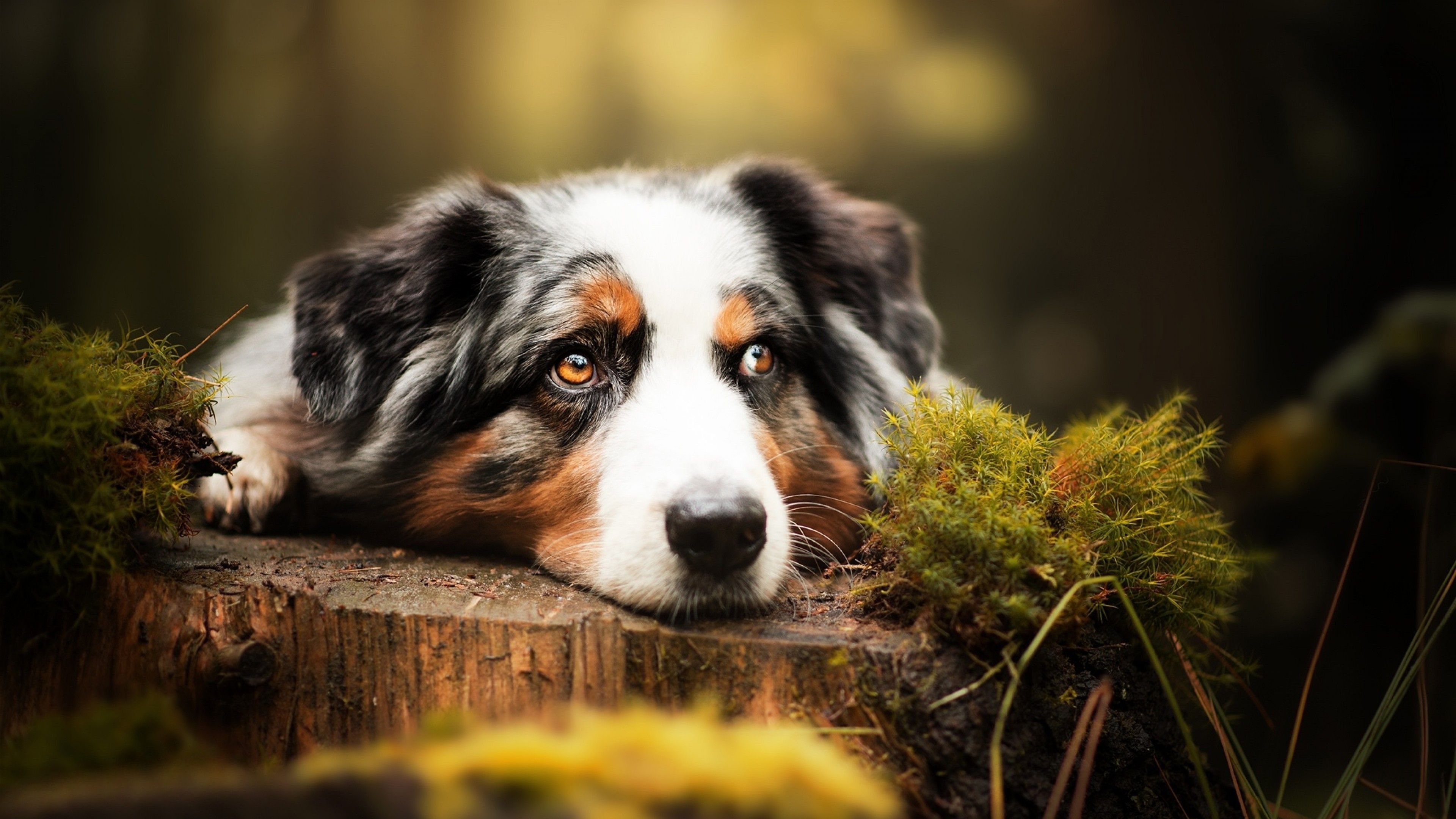 Australian Shepherd Dogs Wallpapers Wallpaper Cave
